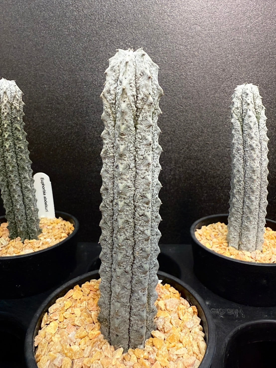 空*豆様 ユーフォルビア アブデルクリ 'Damask' 多肉植物 サボテン 希 05a62bc588306934a4670560e69b73