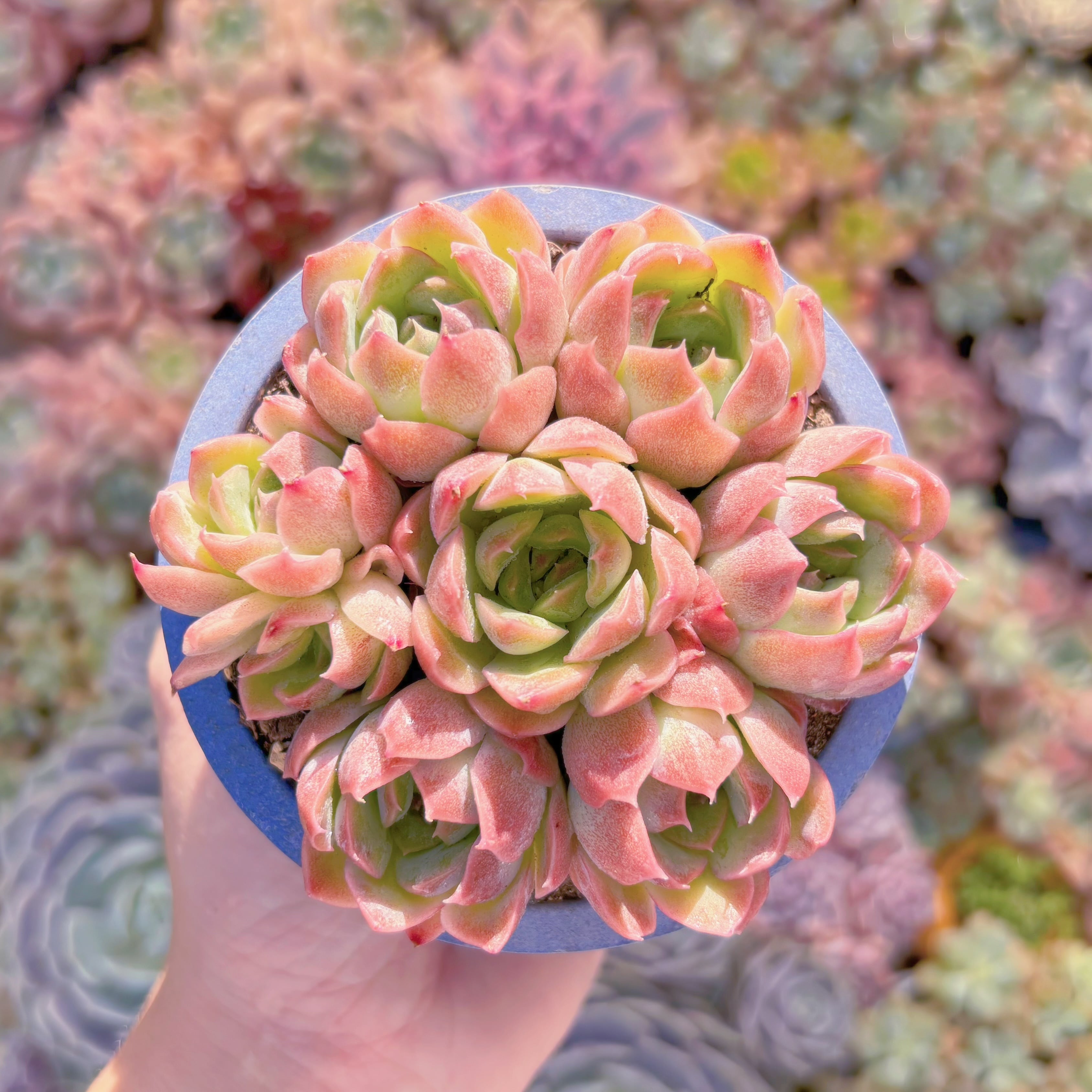 多肉植物　夢幻星雲(むげんせいうん)(7苗)　新入荷　るる農園