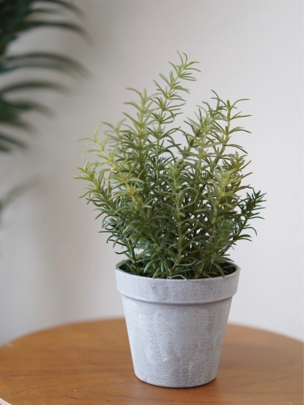 ローズマリー 鉢付き セメントポッド フェイクグリーン