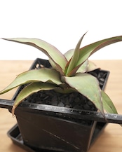 【PREMIUM】 【鉢付き】 チャザロイ 長期LED育成株 Agave chazaroi