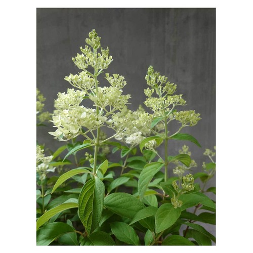 Noriutsugi 'Candle'
