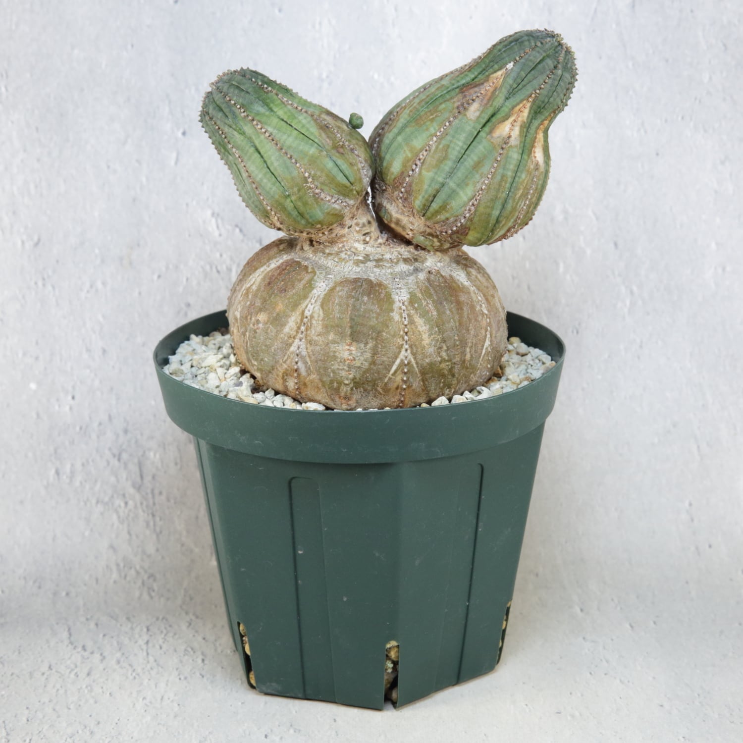 厳選株】超大株 最大幅約11.2cm 円扇石化 成長点潰れ ダブルヘッド