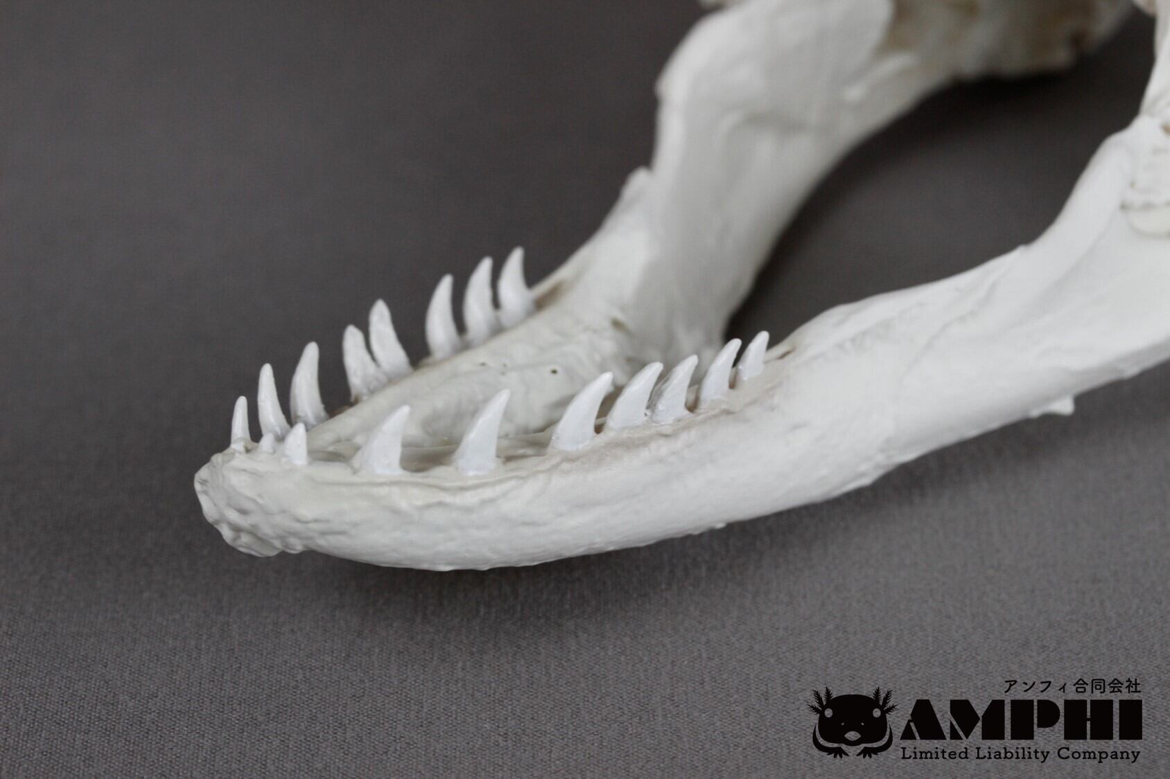 コモドオオトカゲ の頭骨レプリカ【コモドドラゴン】 | アンフィ合同会社