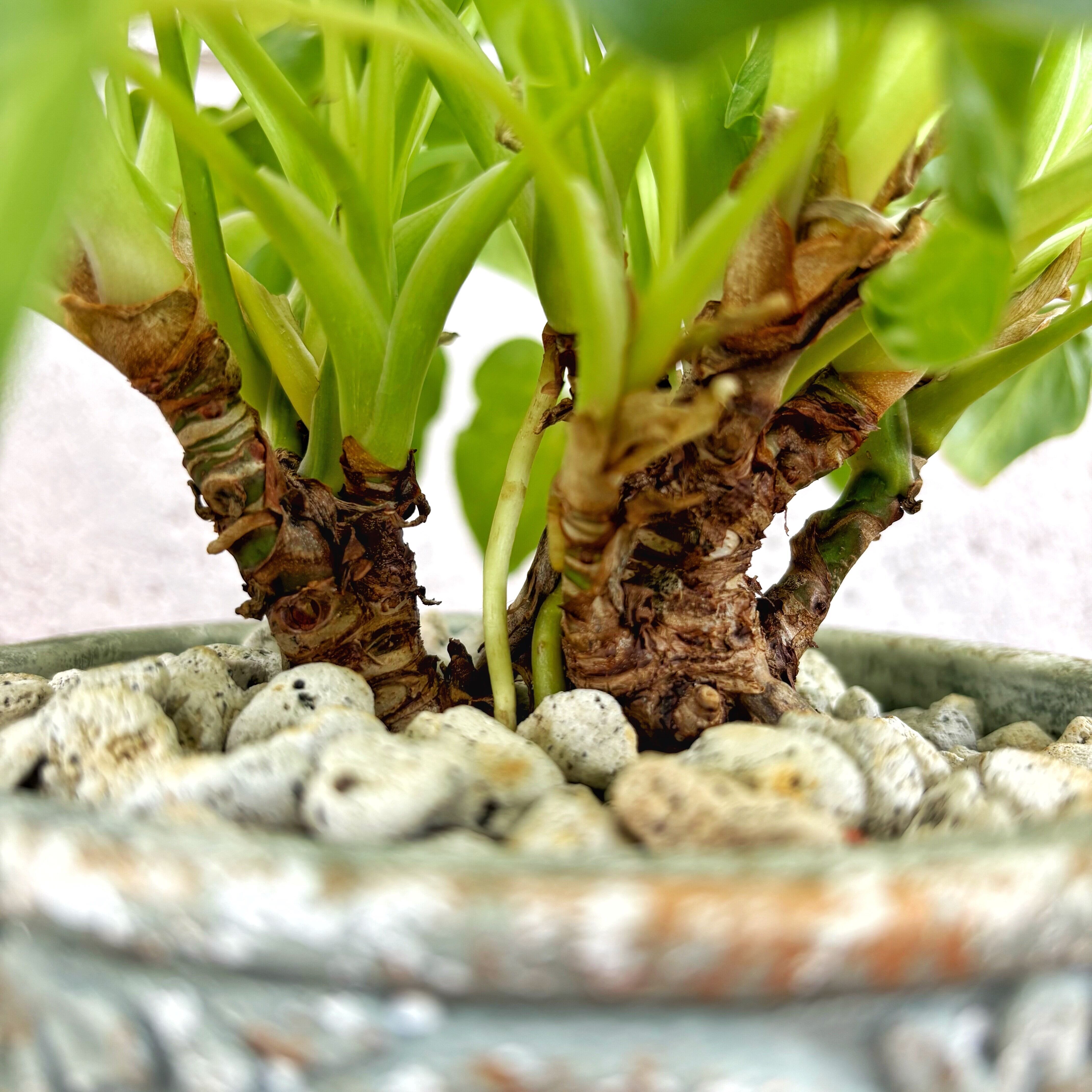 観葉植物】フィロデンドロン クッカバラ ライム バリエガータ