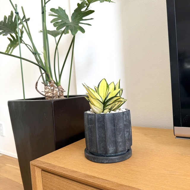 サンスベリア・ゴールデン・ハニー