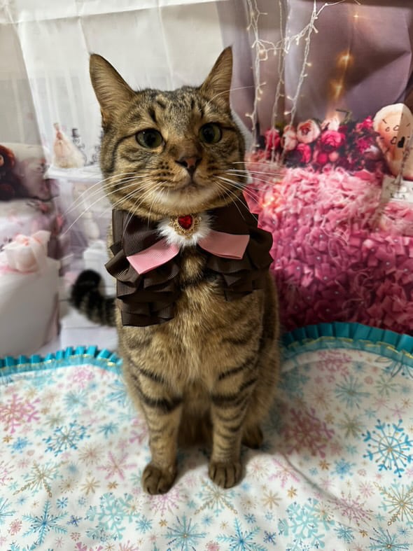 ハートチョーカー】グランデサイズ いちごチョコ 犬猫チョーカー