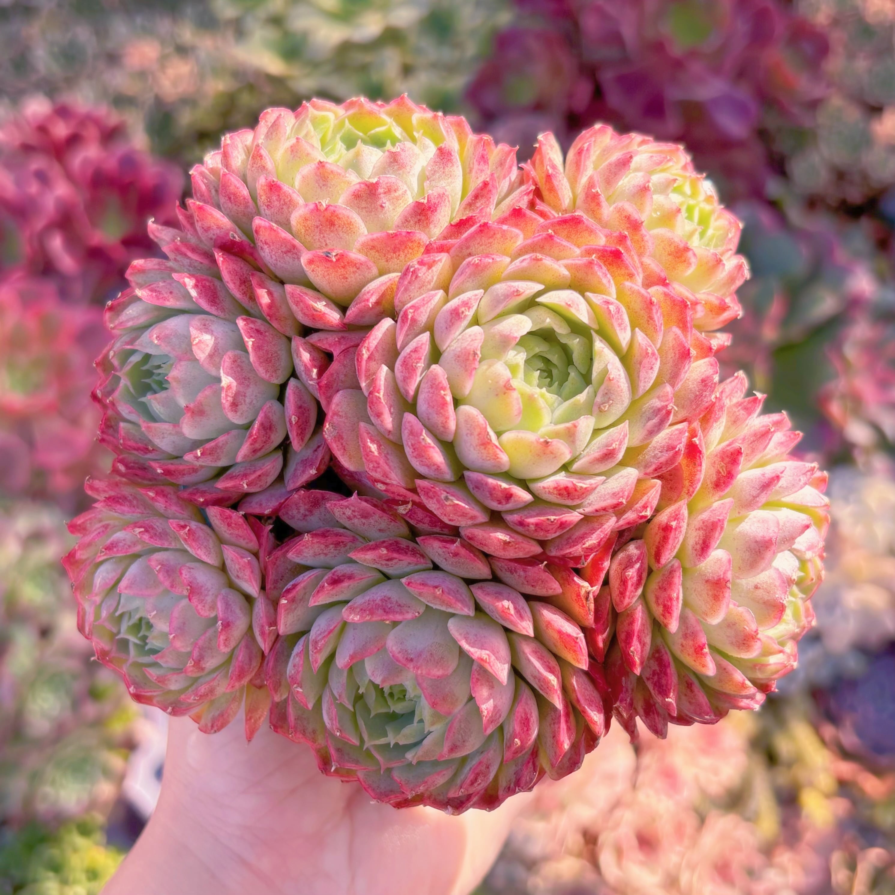 多肉植物　朱砂痣　大群生　在庫僅少　新入荷　るる農園