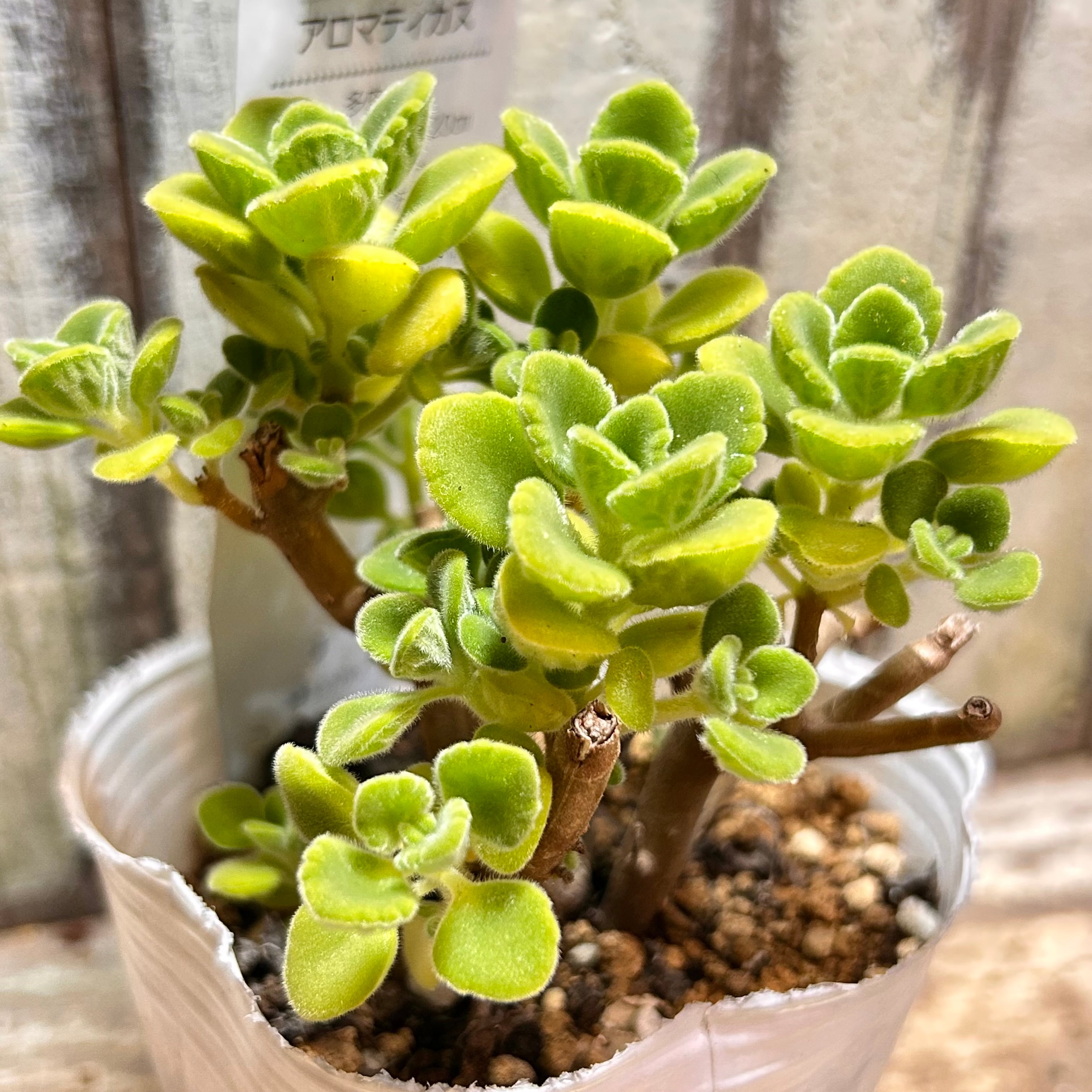 A)アロマティカス | RuPo 多肉植物専門店