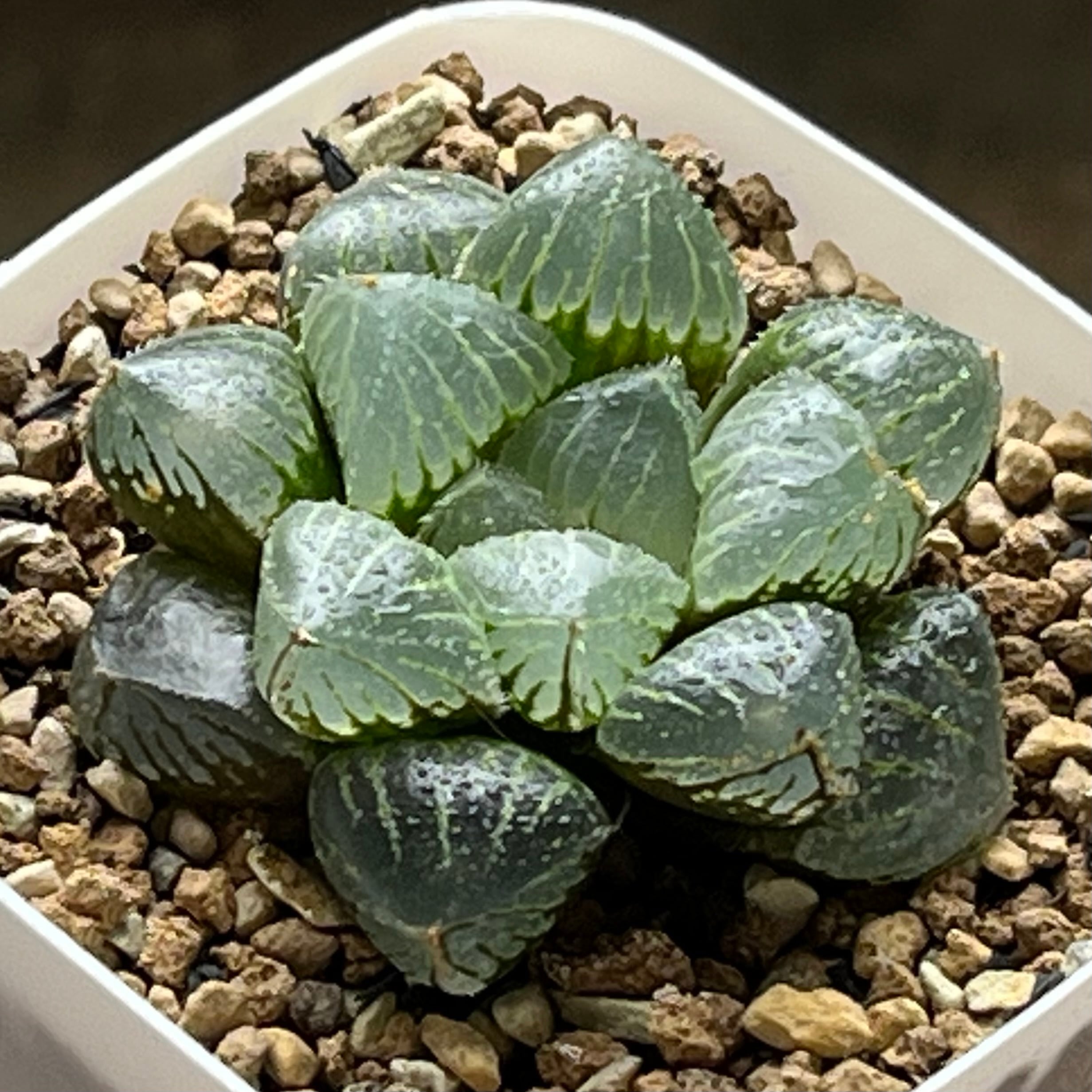 オブツーサ系 | mocono_plants