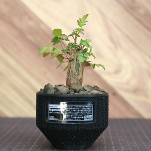 Bursera fagaroides (ブルセラ ファガロイデス) / 小株(3号鉢)/Lot.001