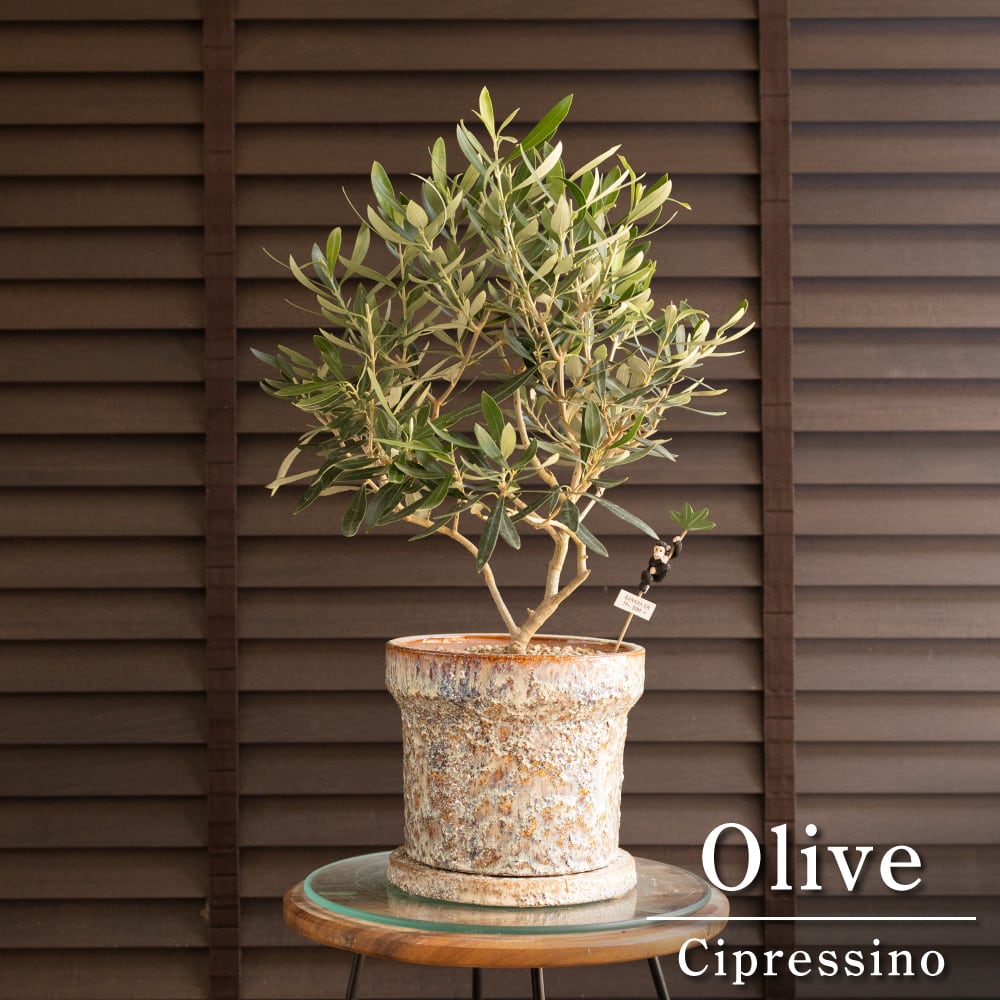 日本製 陶器鉢 Olive オリーブの木 Cipressino シプレッシーノ6号 オリーブ 0922BE