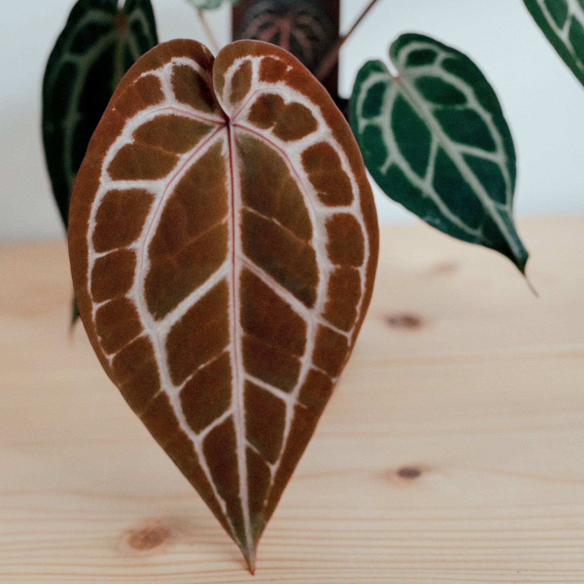 アンスリウム・ミシェル（Anthurium 'Michelle'）_250803 | MERAKI