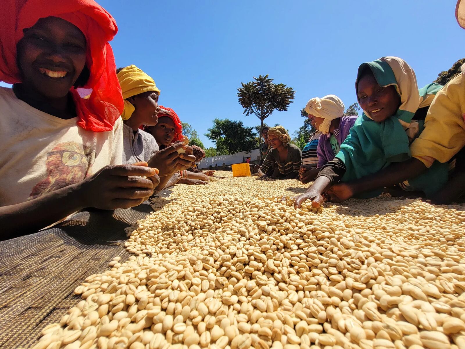 【新入荷】エチオピア イルガチェフェ ゲデブ ラレサ ウォッシュ G2【中煎り】 180g