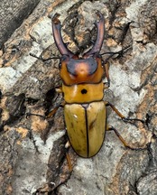 【WD】《オキピタリスノコギリ原名亜種 49mm ペア》