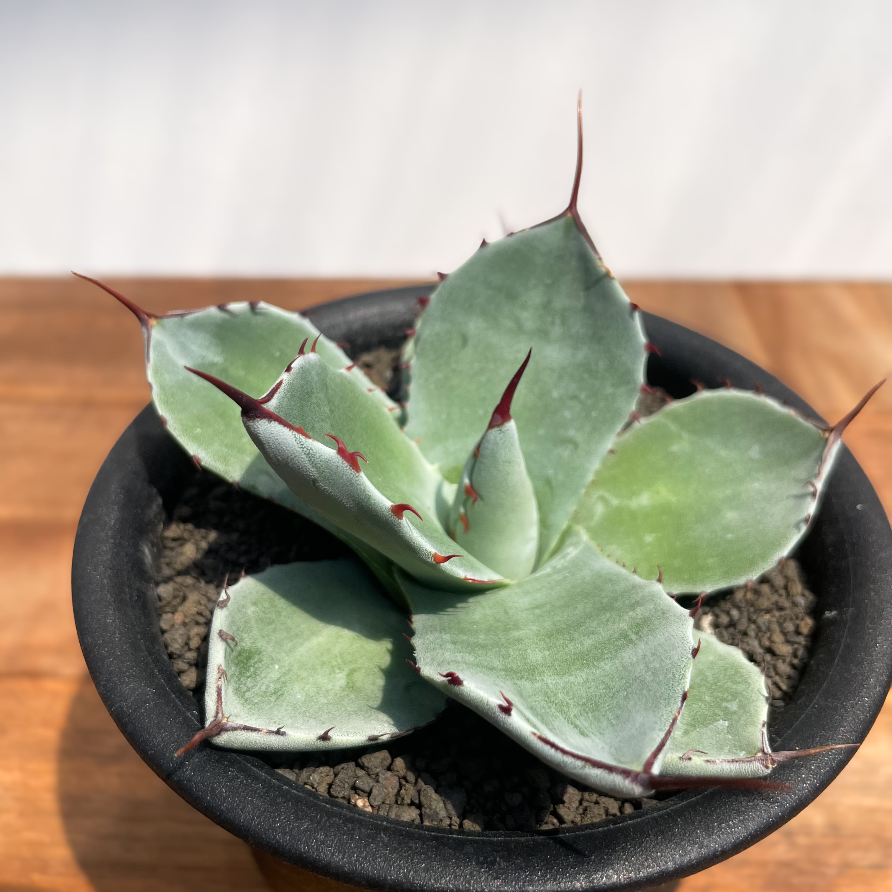 アガベ AGB33 AGAVE | RIMO'S GREEN 【Saboten & Succulent】