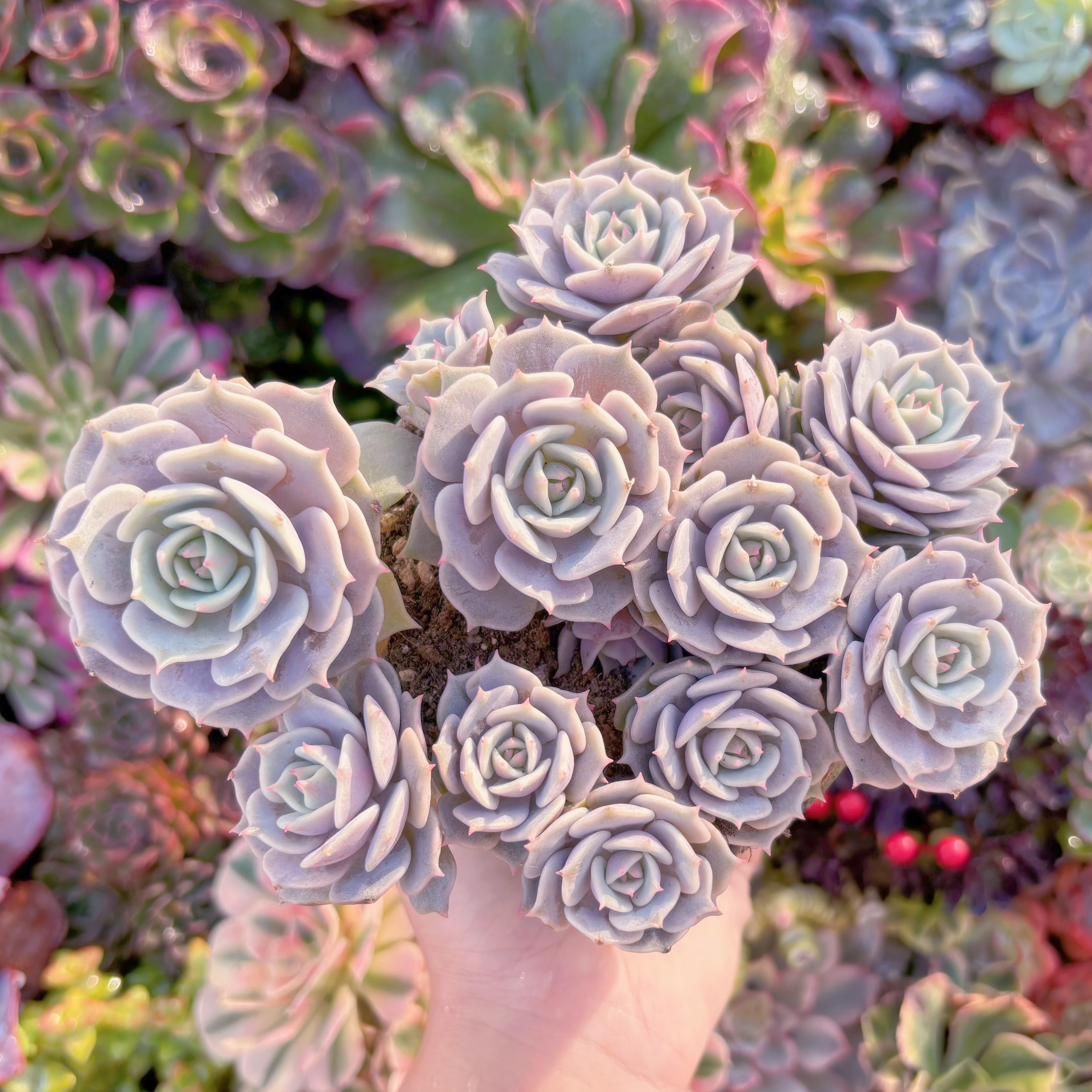 現品　ローラ#D07　群生　新入荷　るる農園