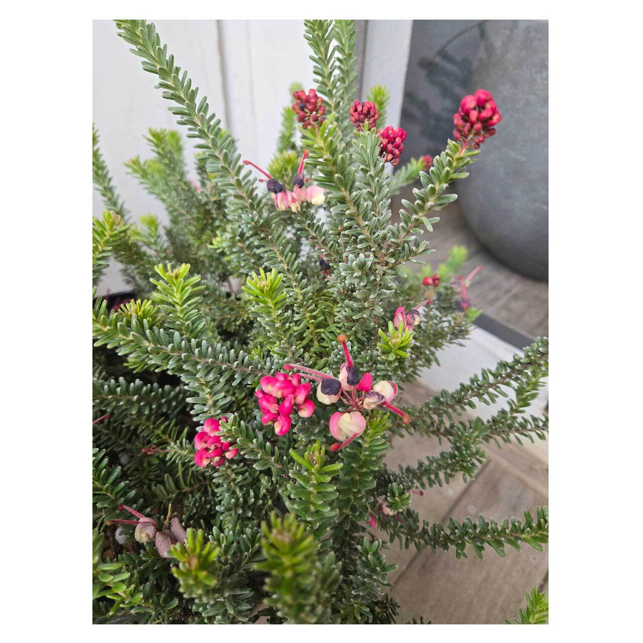 ラニゲラ grevillea lanigera グレビレア ラニゲラ Amazon 花苗 観葉