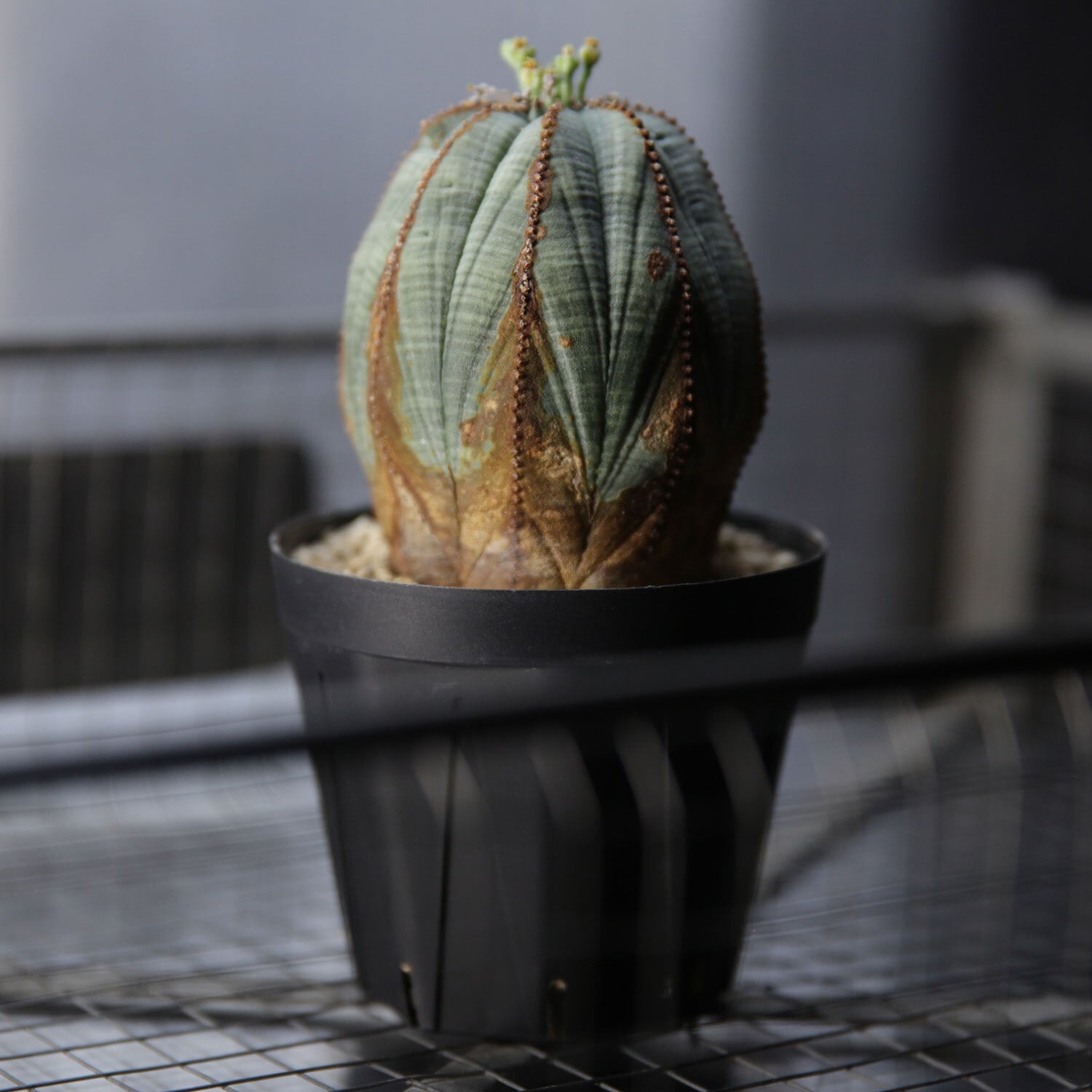 ユーフォルビアオベサ木質化極上株 ユーフォルビア オベサが木質化するその