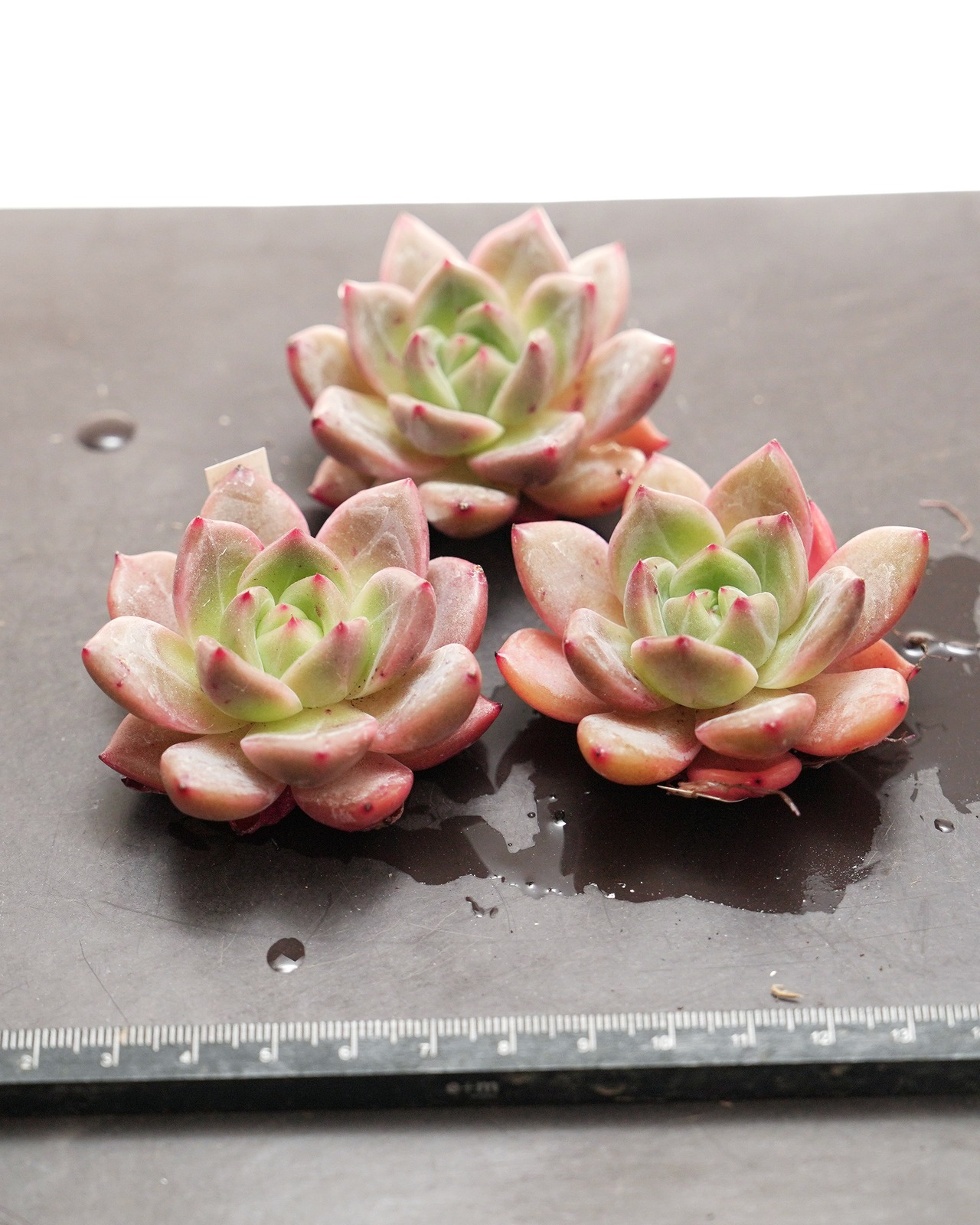 発根済カット苗 シャンペーン Echeveria 'Champagne'