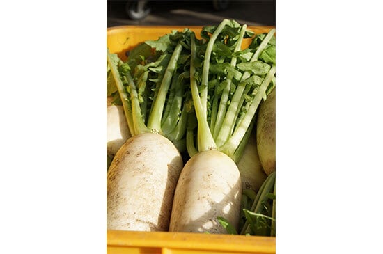 源助大根(千葉県産)・1本