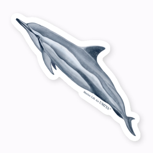 海の生きものステッカー（ハシナガイルカ）