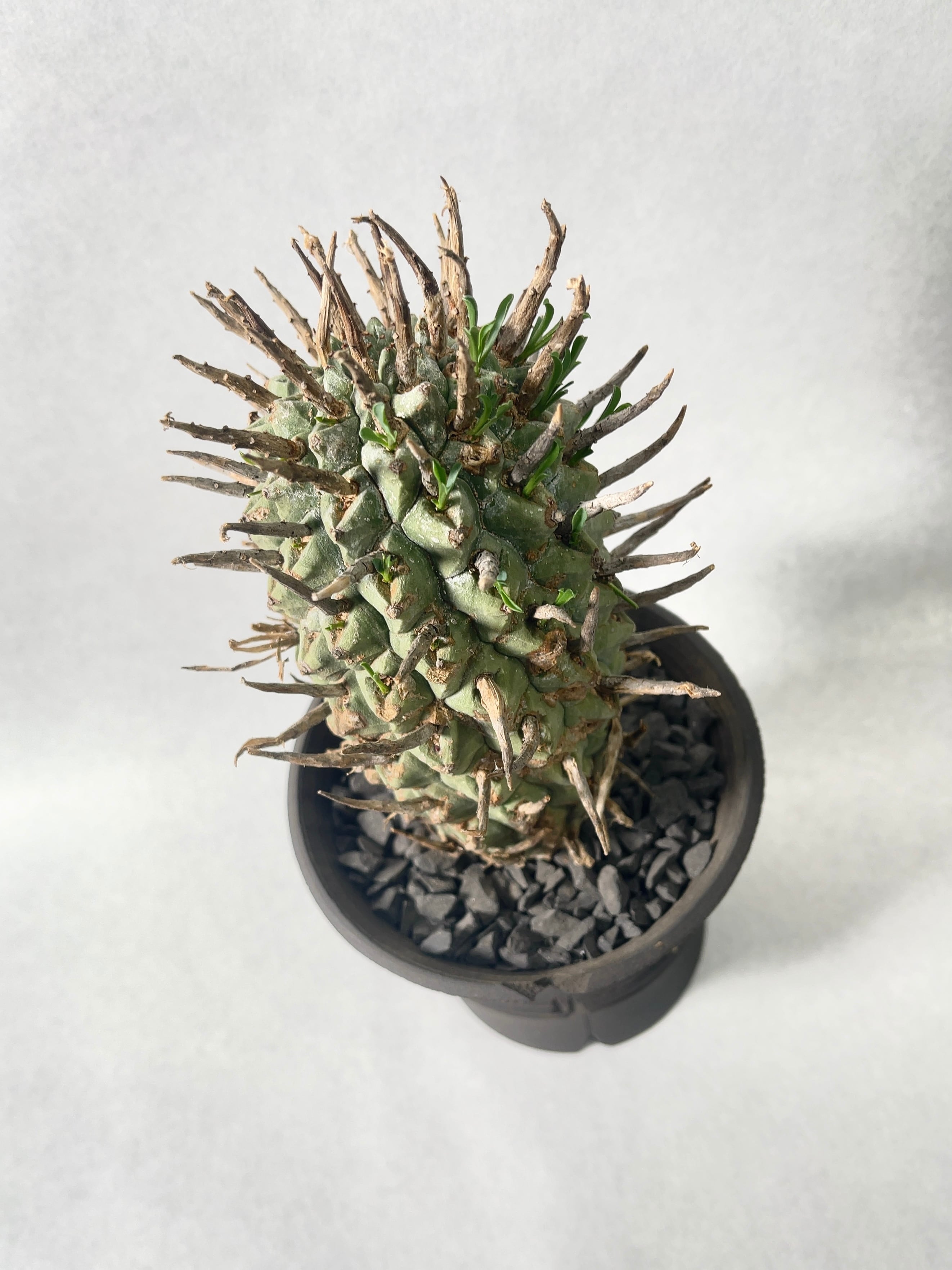 ユーフォルビア・闘牛角 | trigger