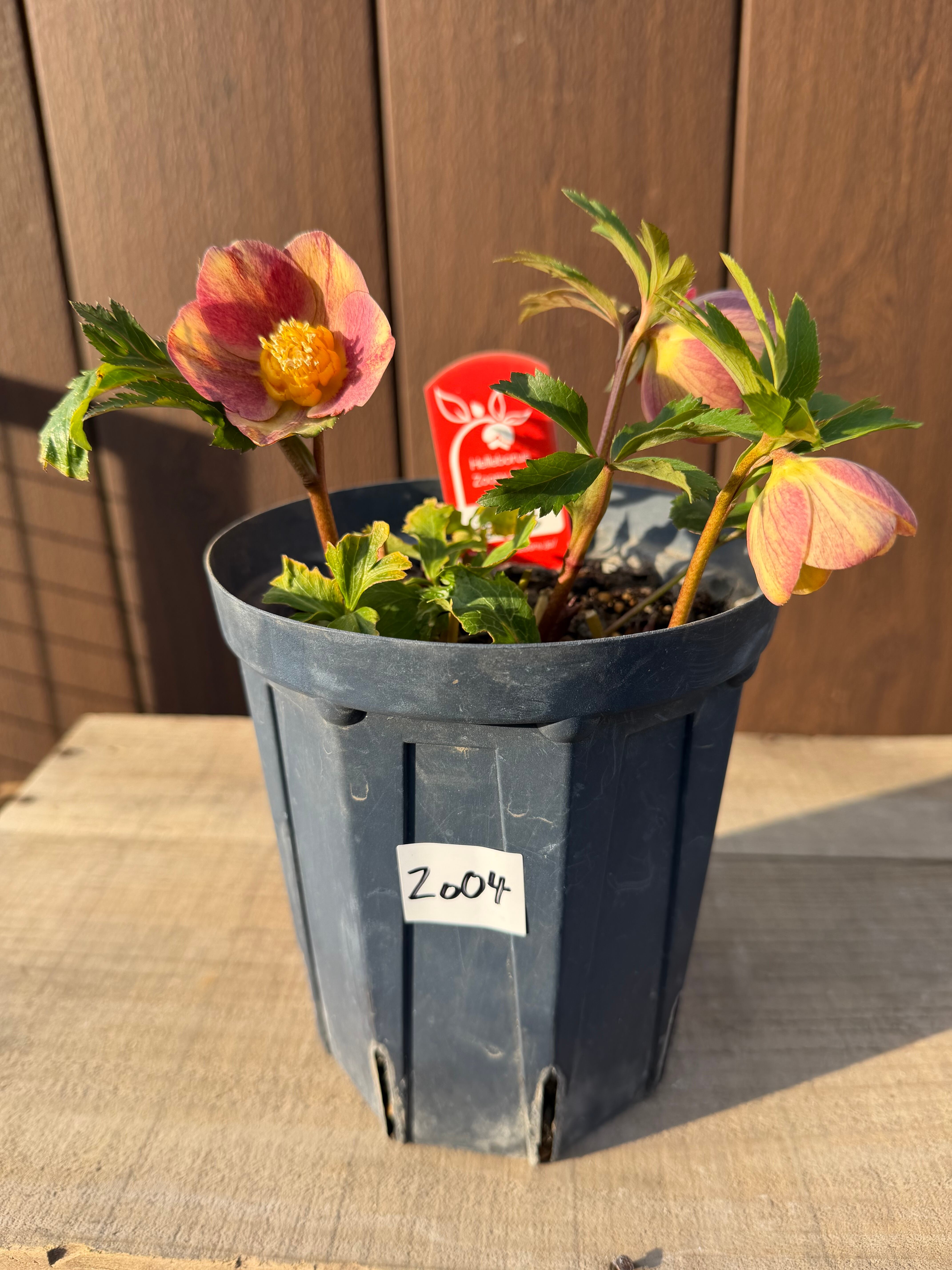 茜交配 Zoony Garden クリスマスローズ【Zo04】送料無料 | あしかが