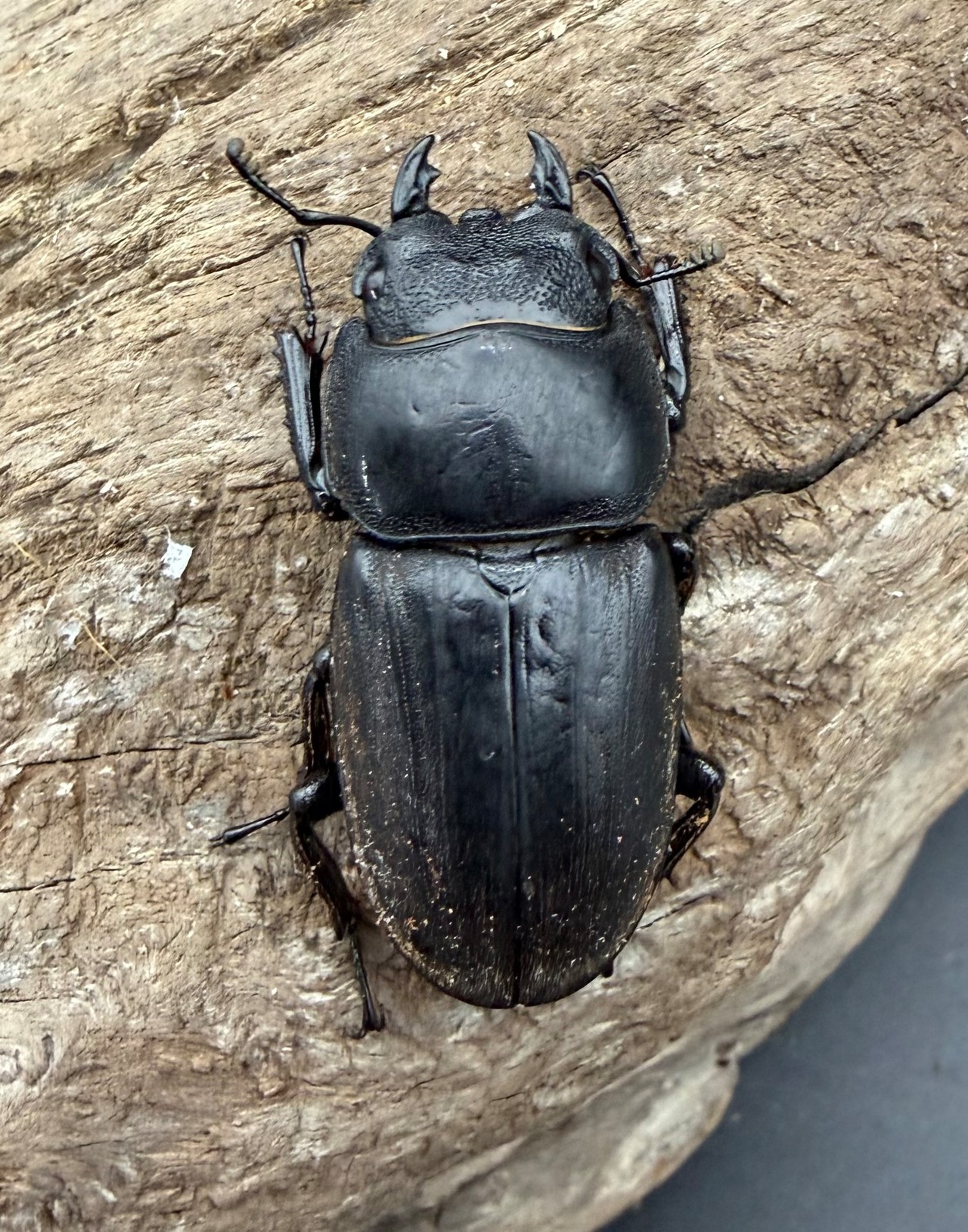 【WD】《ダイオウヒラタ アルゴプーロ産 85mm ペア》