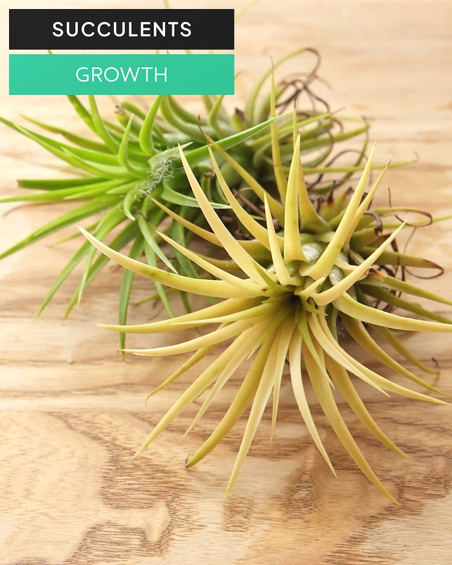 カット苗 チランジア イオナンタ ドルイド M Tillandsia Ionantha ‘Druid’