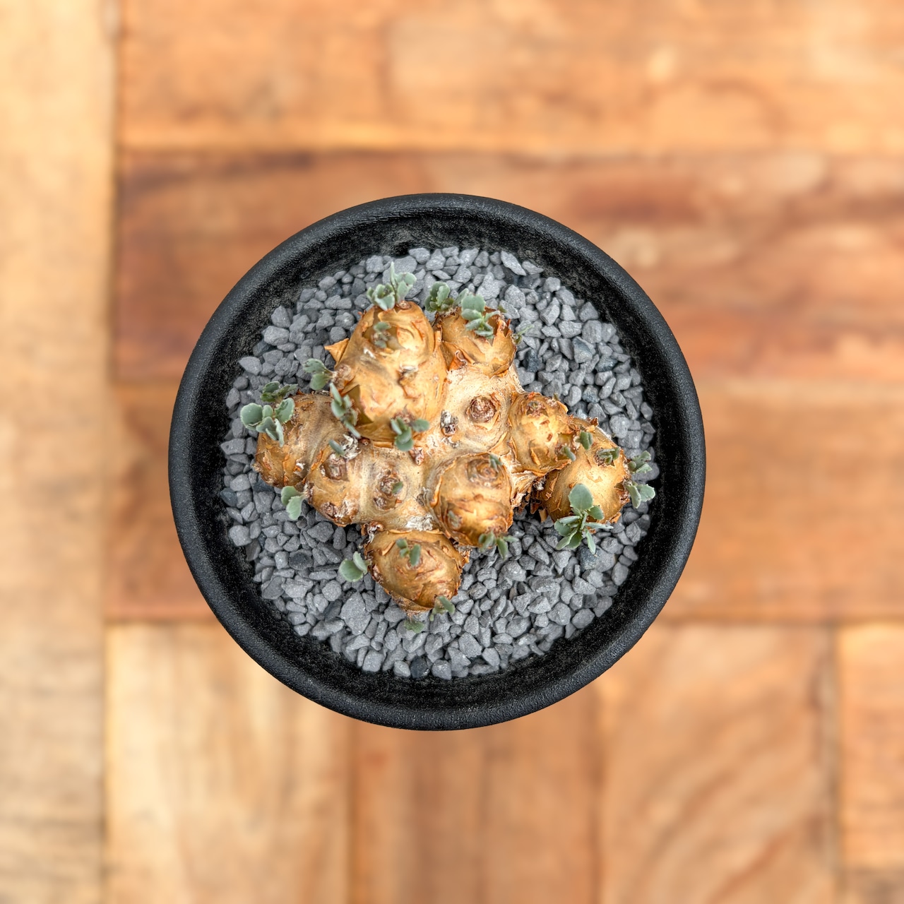 Othonna cacalioides【オトンナ・カカリオイデス】