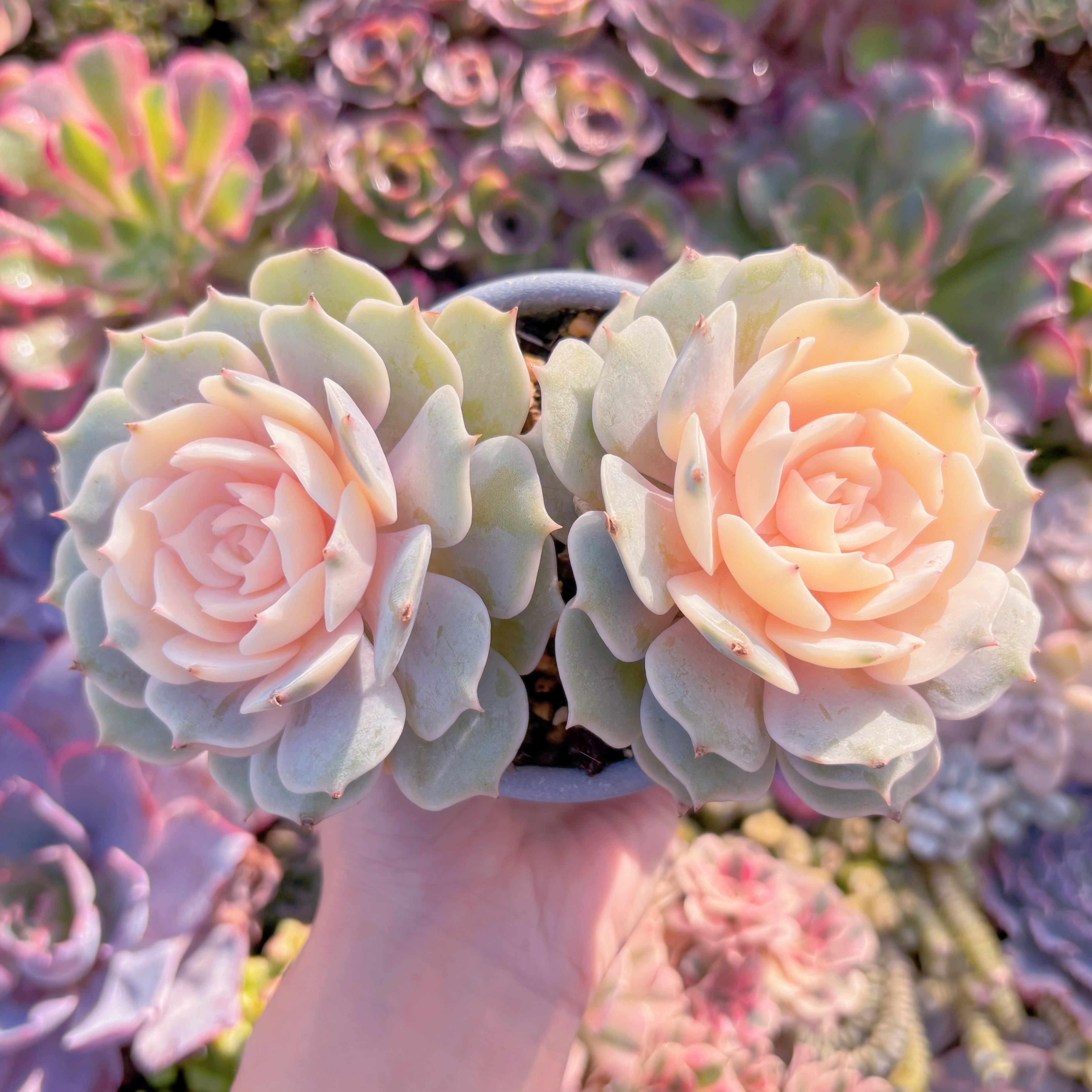 現品　ローラ錦#1125　群生　新入荷　るる農園