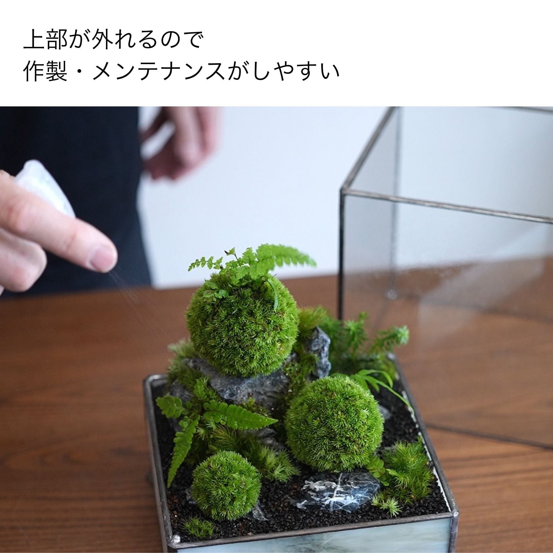 IKUIT×道草コラボ3弾】ワーディアンケース 黒系 #1 | 苔テラリウム専門