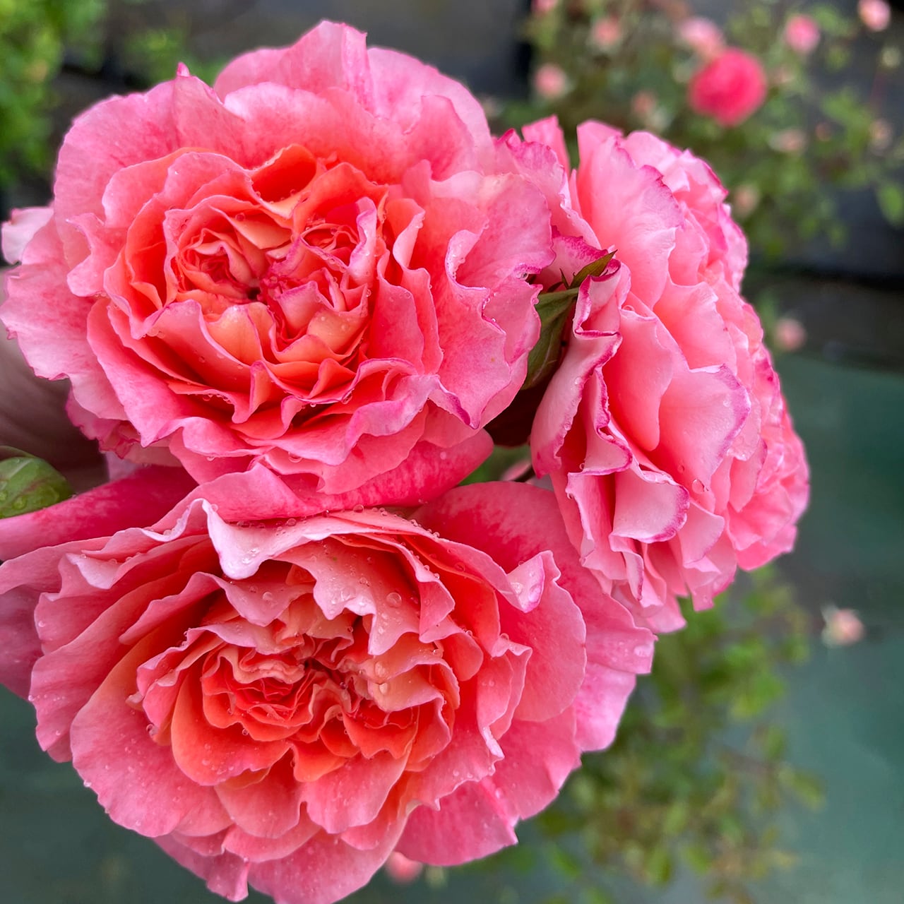 シューマン ババリア 勿忘草 オーバル プレート 大 【公式通販】