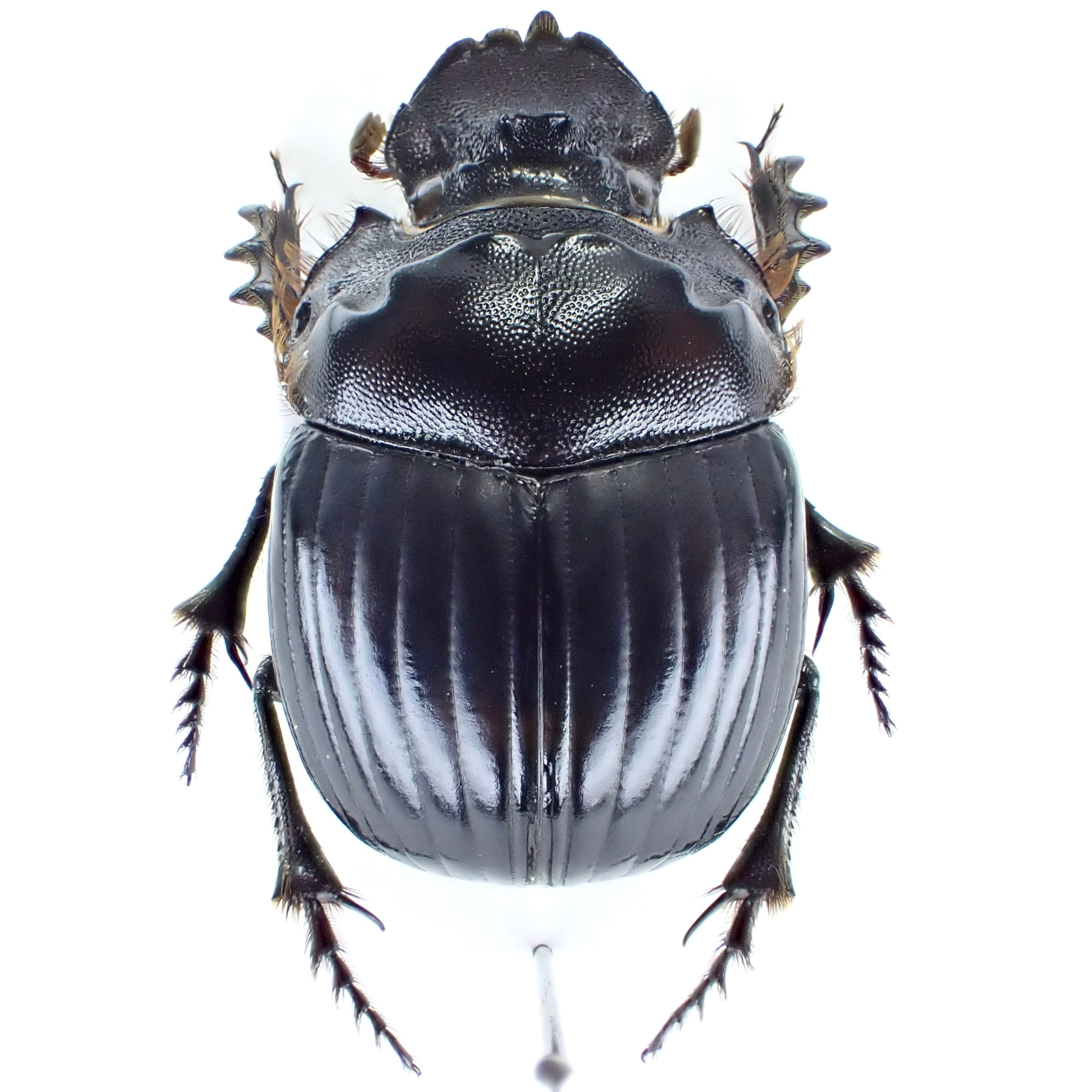アルゼンチン産 Dichotomius nobilis ♂♀ 22mm/22mm | 昆虫標本