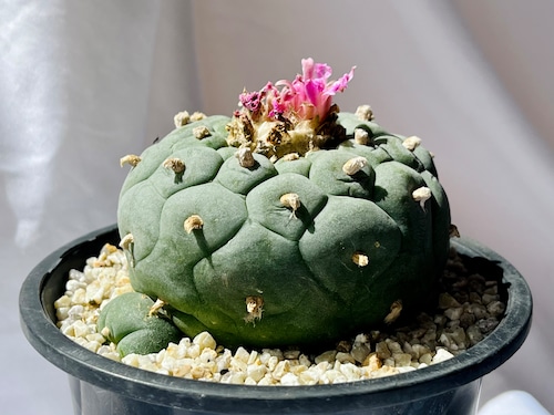 Lophophora williamsii var. decipiens　ロフォフォラ　小疣銀冠玉　サボテン