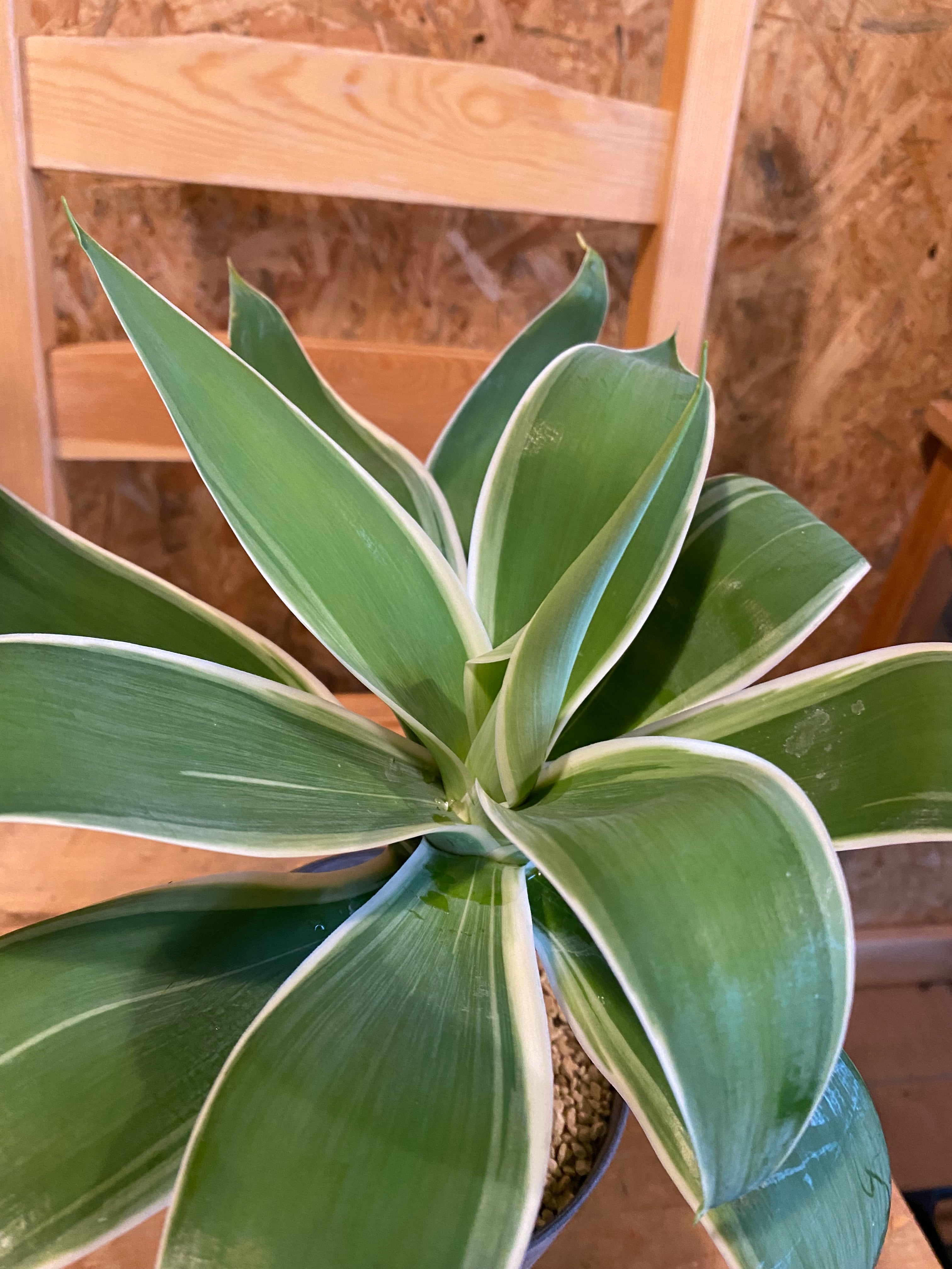 アテナータ(A) 2024年11月更新】アガベ アテナータ/Agaveattenuata| AG-AT-01 – LAND