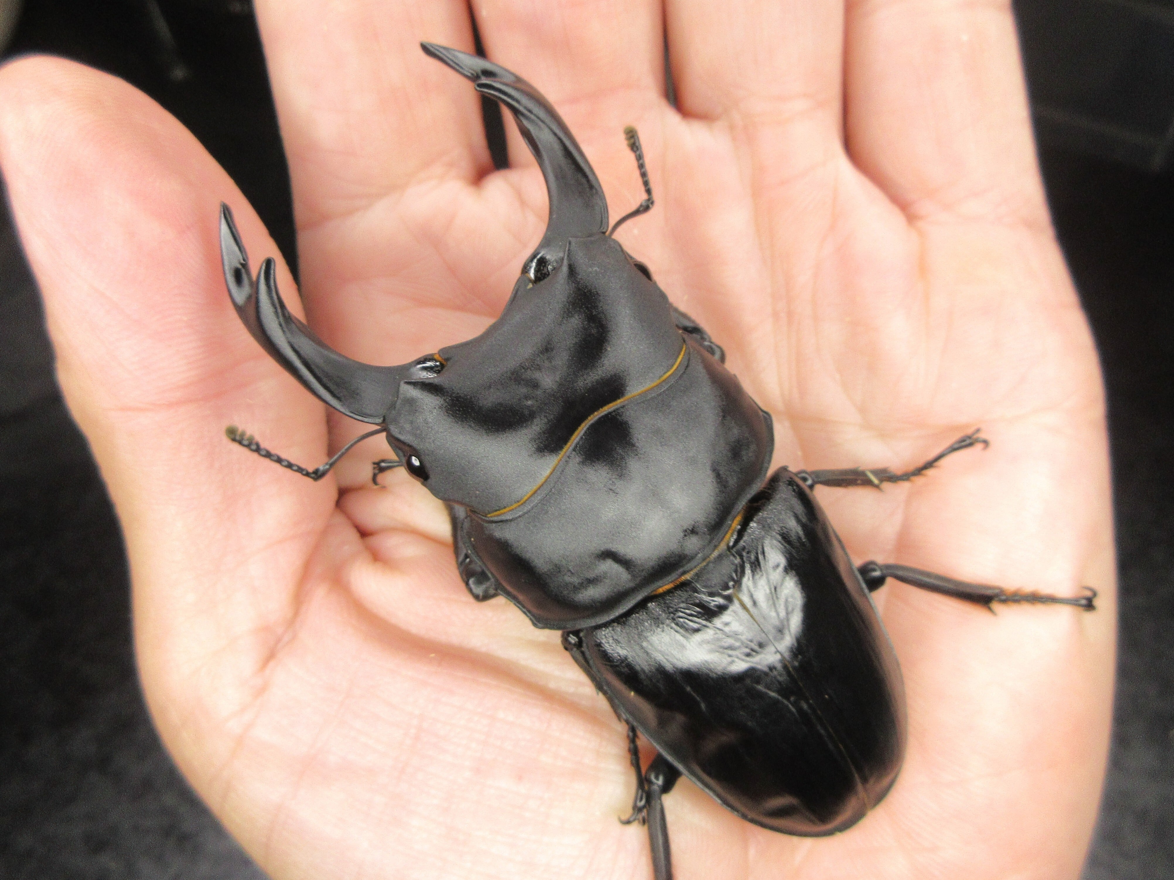 米搗最大級】Oxynopterus sp.コメツキムシ 69mm ハムシフンチュウ