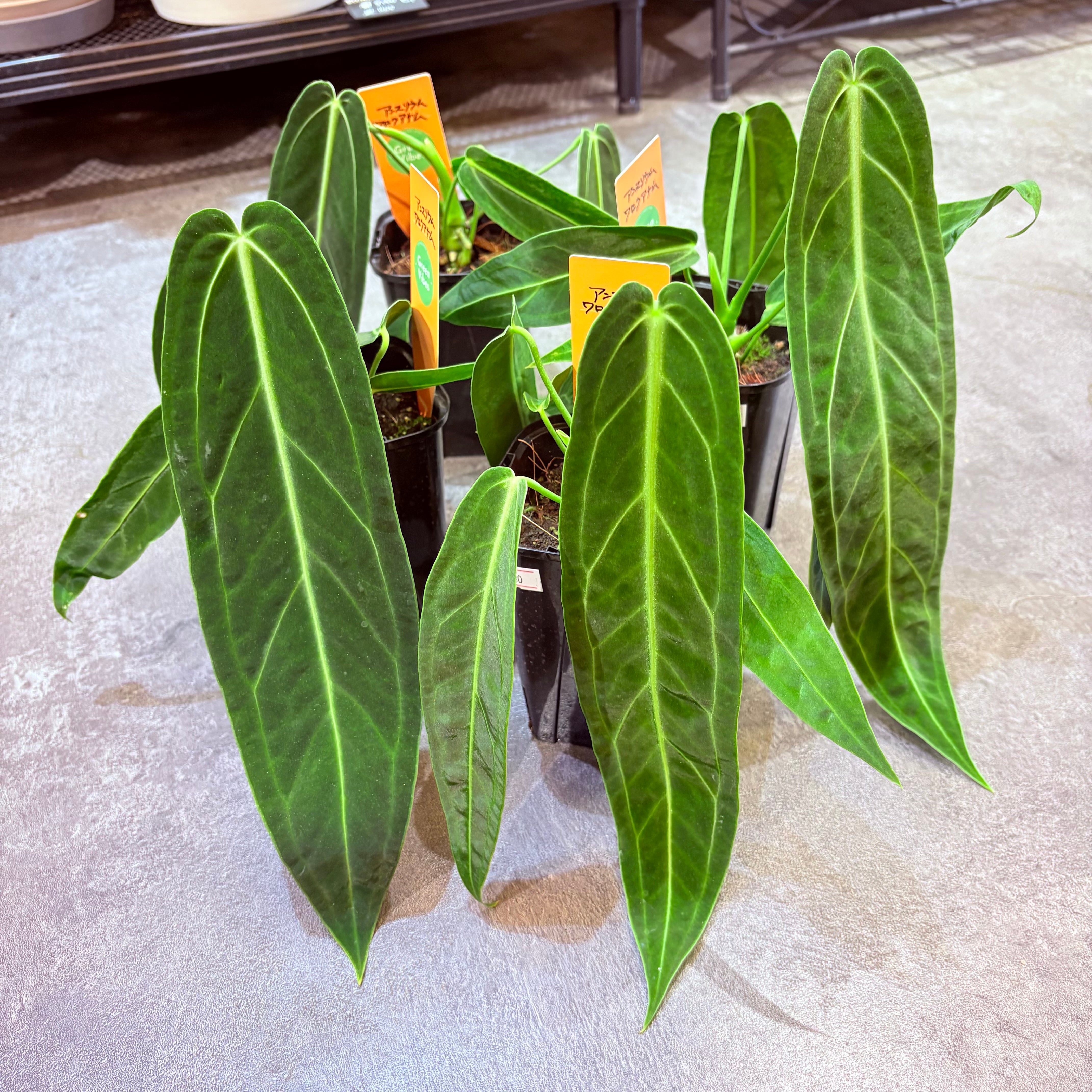 アンスリウム ワロクアナム 3.5号 | Green Vibes 宇都宮市の観葉植物専門店