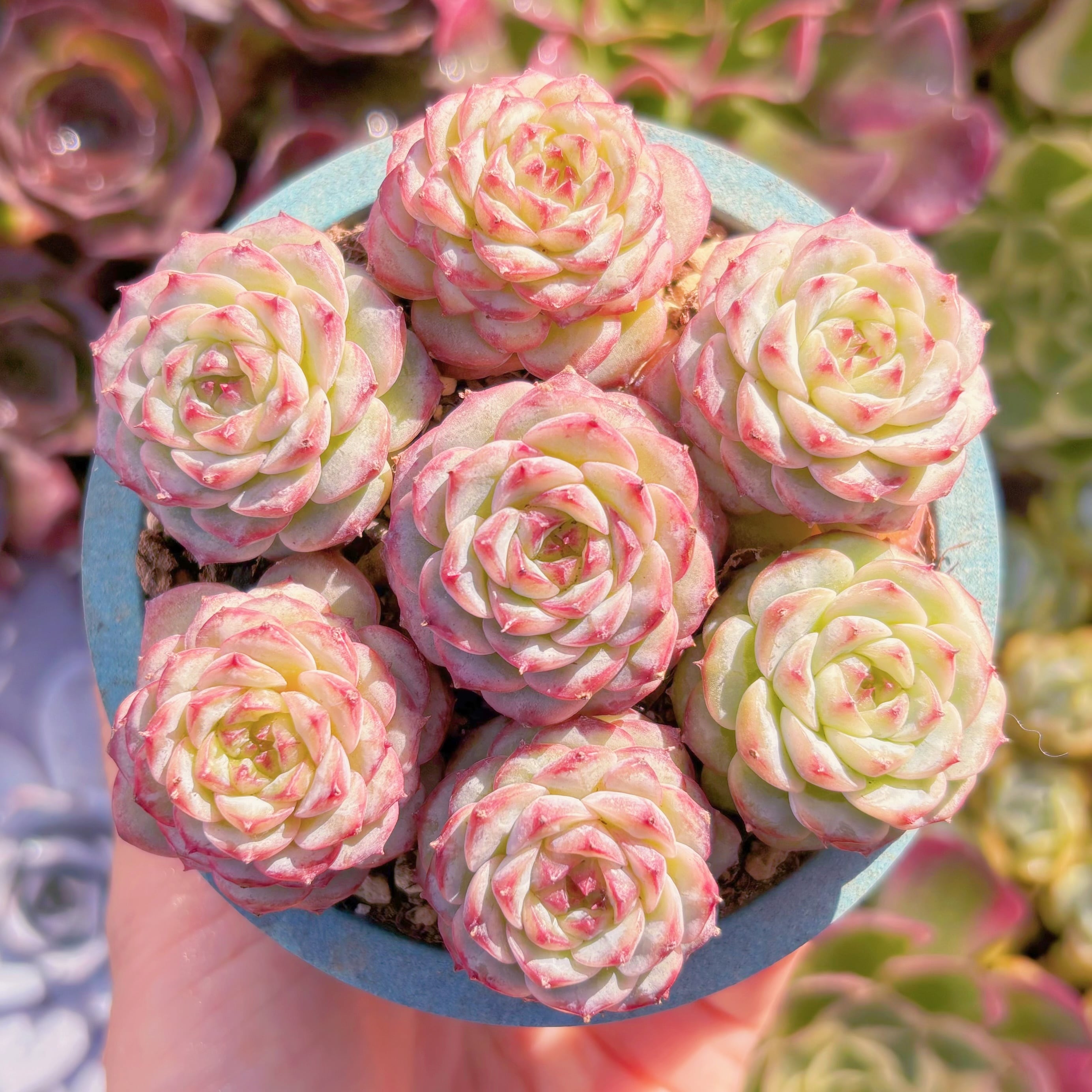 Top【選抜株】多肉植物　22047 レッド　ベルベット12個　鉢無し/脱土 レッドベルベット（チャンヒー農園）【tawawaハウス苗】 – 多肉植物の