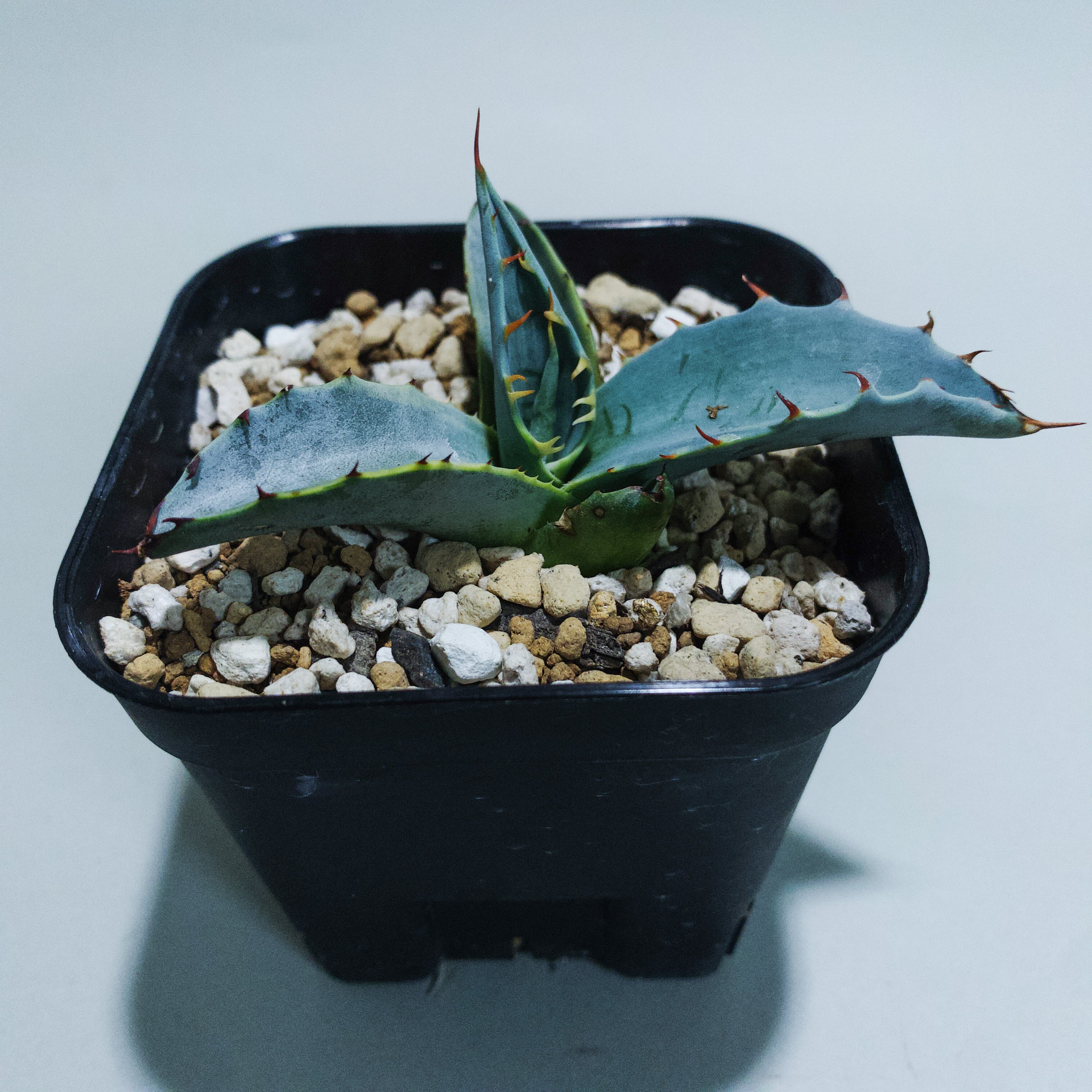 アガベ パラサナ シースター agave parrasana 