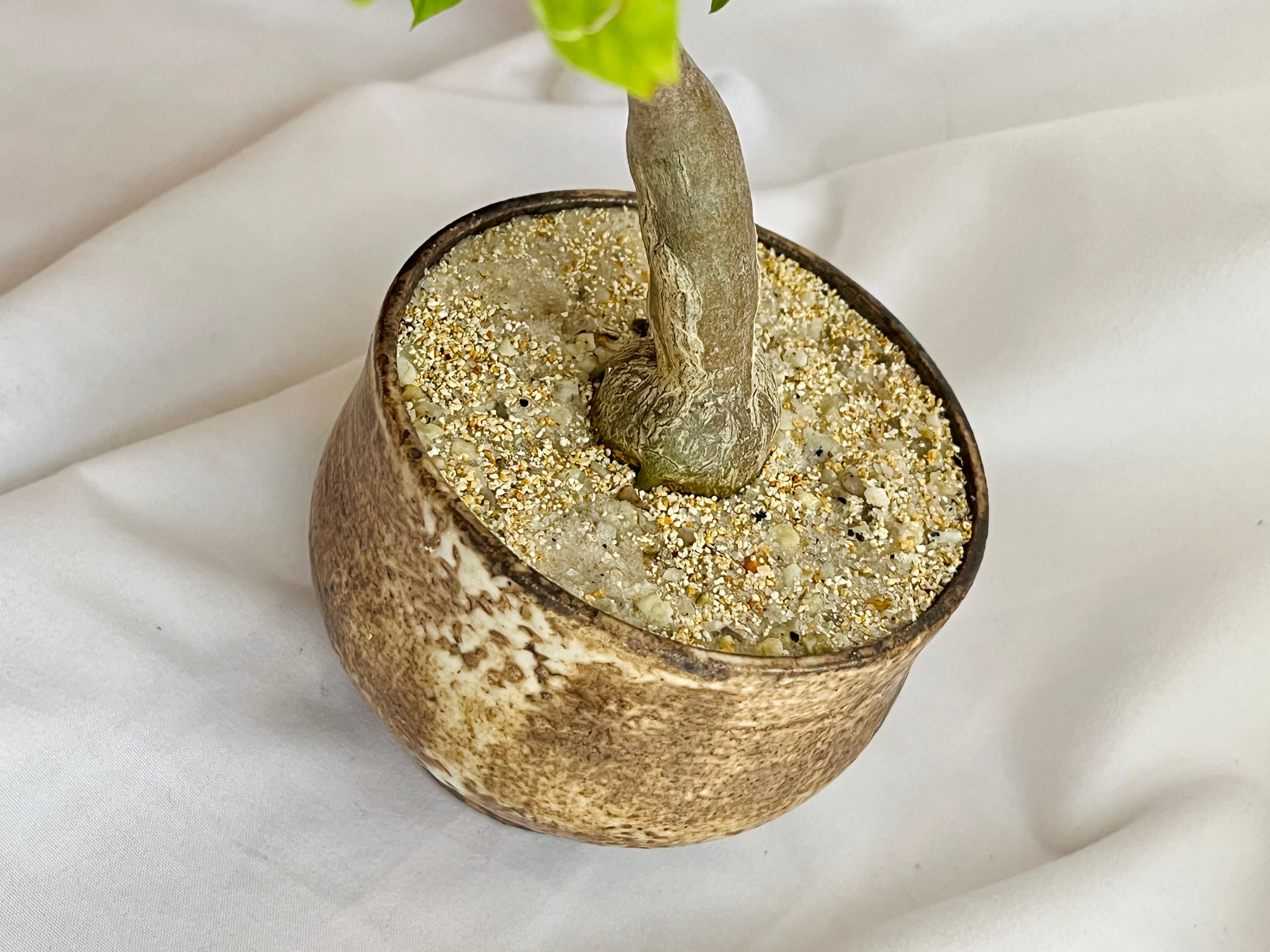 Gerrardanthus Macrorhizus ゲラルダンサス マクロリザス 多肉植物