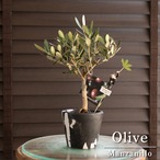 創樹 盆栽 根上りオリーブ 3.5号 Olive  SOUJU Manzanillo マンザニロ オリーブの木 1012BK
