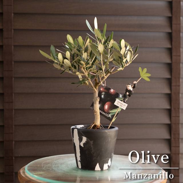 Olive オリーブの木 Koroneiki 4.5号マーブル樹脂鉢 コロネイキ オリーブ 1012BK
