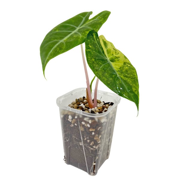 アロカシア ピンクドラゴン 斑入り 3号 幼苗 ネガミエル Alocasia Pink
