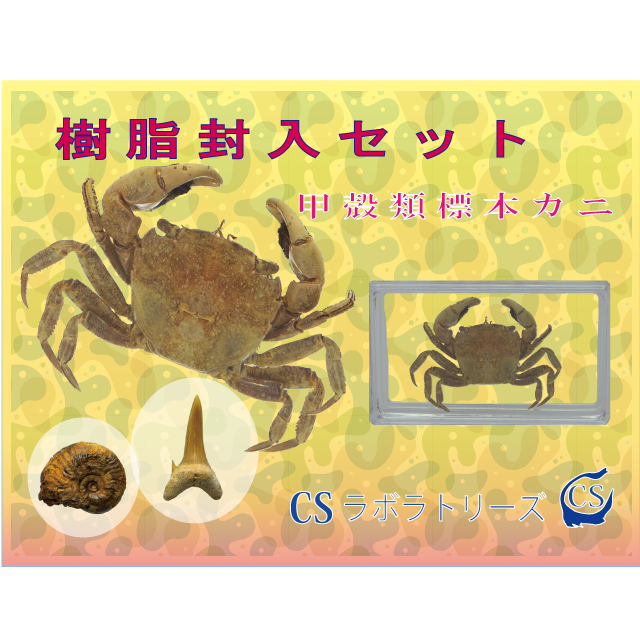 樹脂封入セット 甲殻類標本 Csラボラトリーズ
