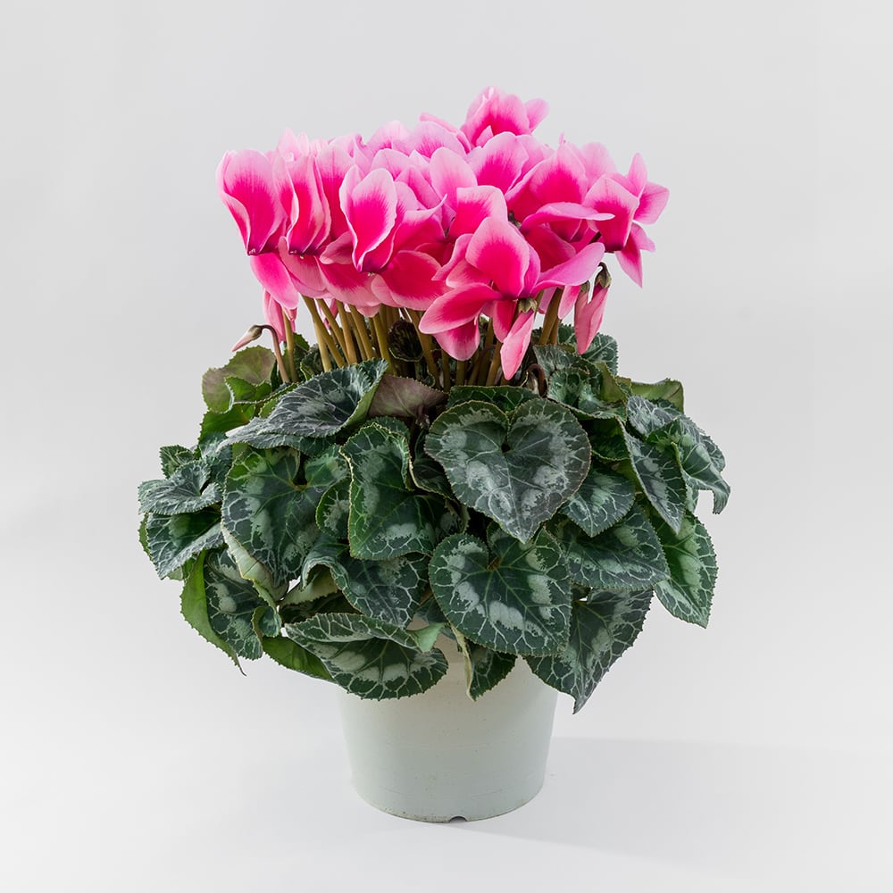 シクラメン ROSES ピンク花 シクラメン［リップピンク］6号鉢 | すずき園芸 オンラインショップ