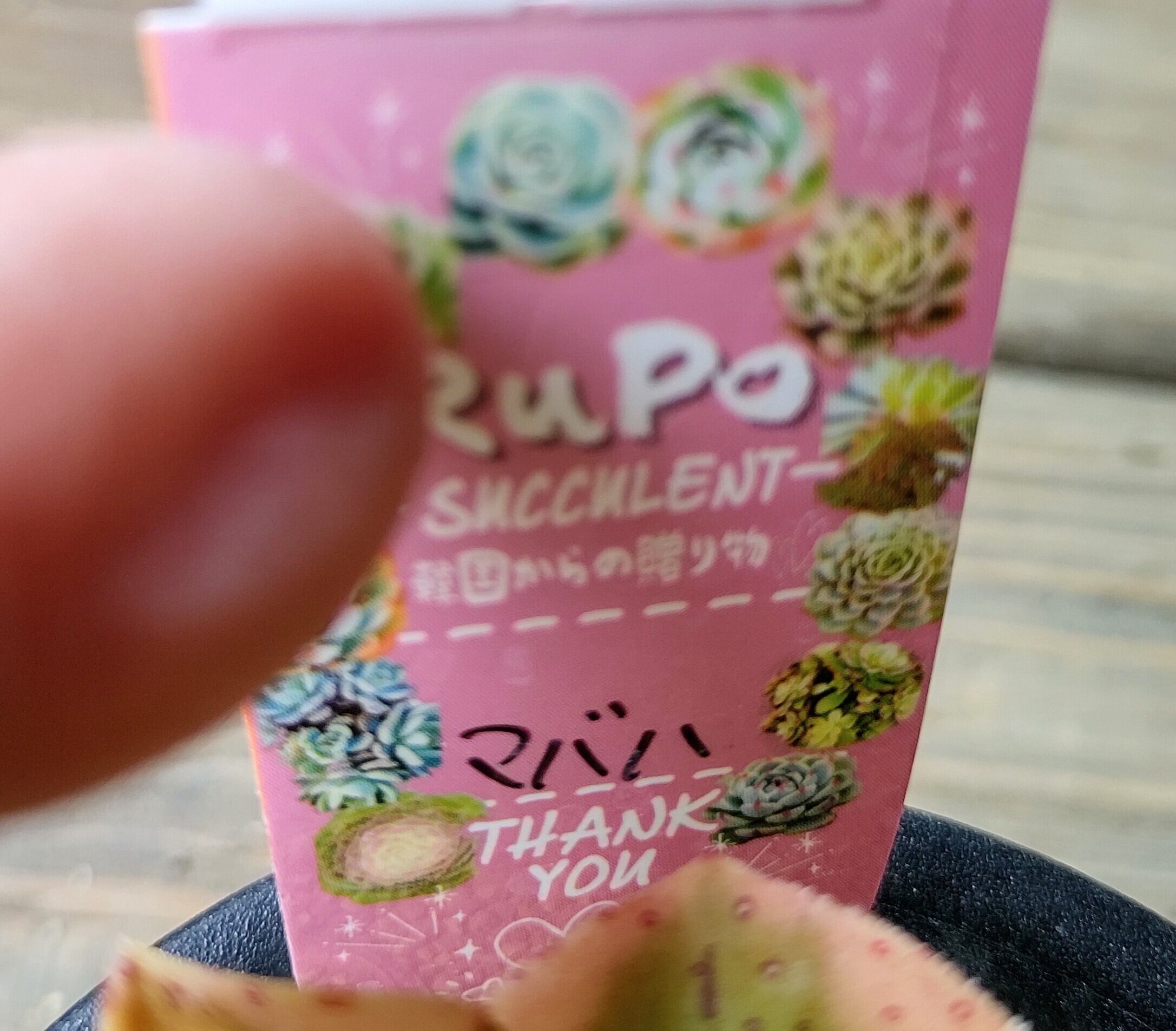 Top【選抜株】多肉植物　360769アエオニウム　マバハ　24個　鉢無し/脱土 多肉植物 アエオニウム まだら黒法師 群生 抜き苗の通販 by