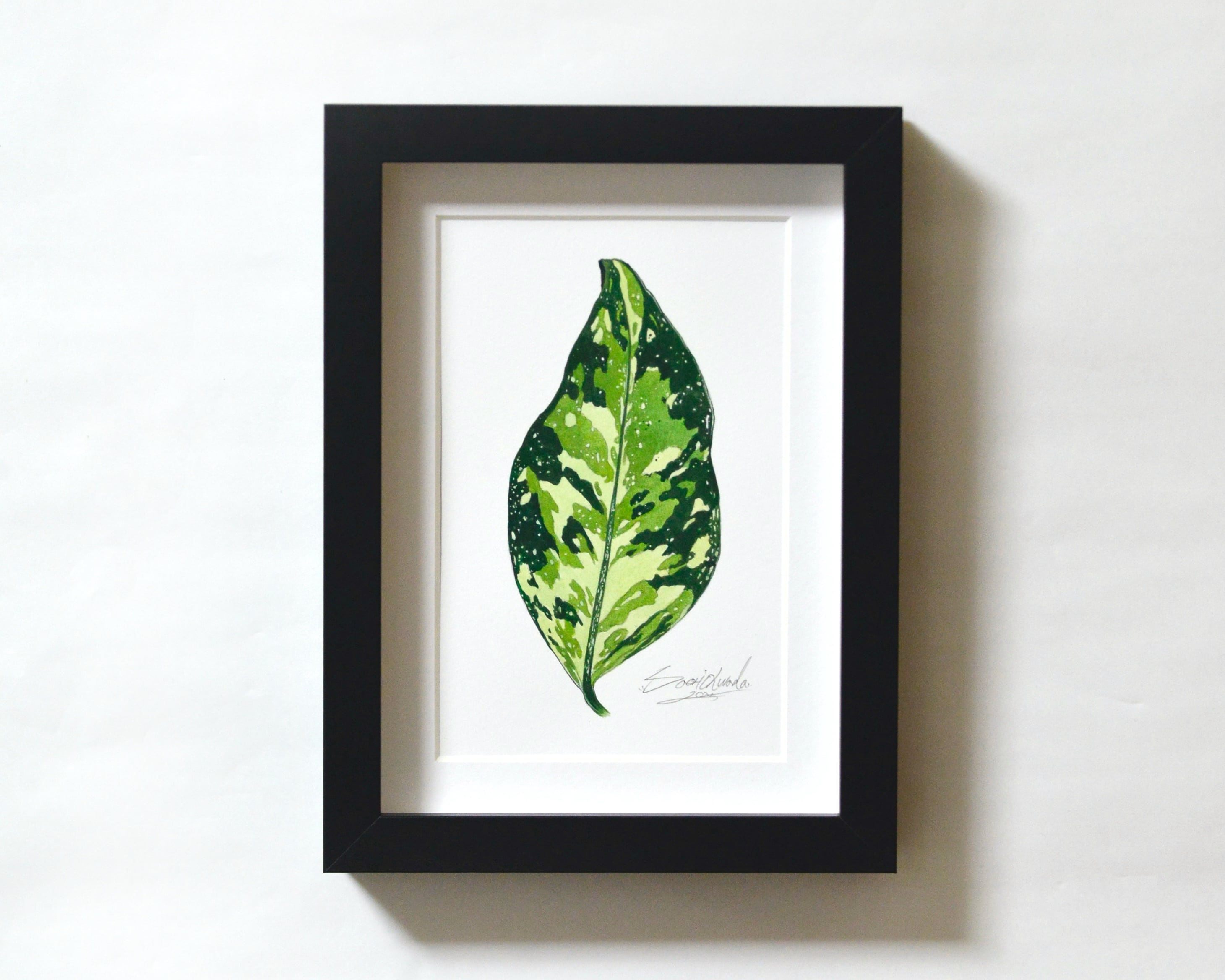 アグラオネマ・ピクタム 原画作品