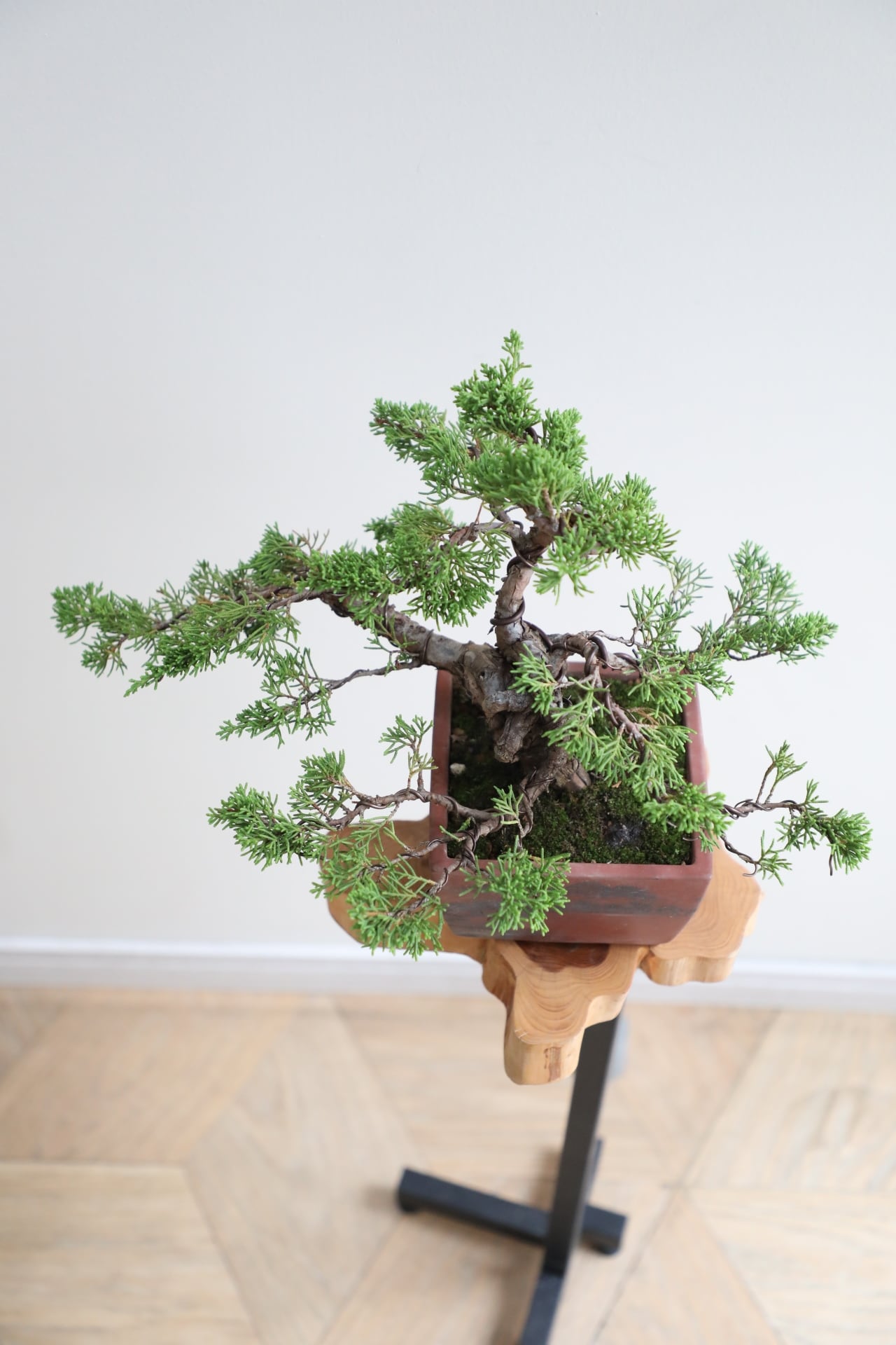 [盆栽]真柏 M】糸魚川真柏 盆栽 ※推定樹齢40年/Juniper Shimpaku | 【厳選植物・器