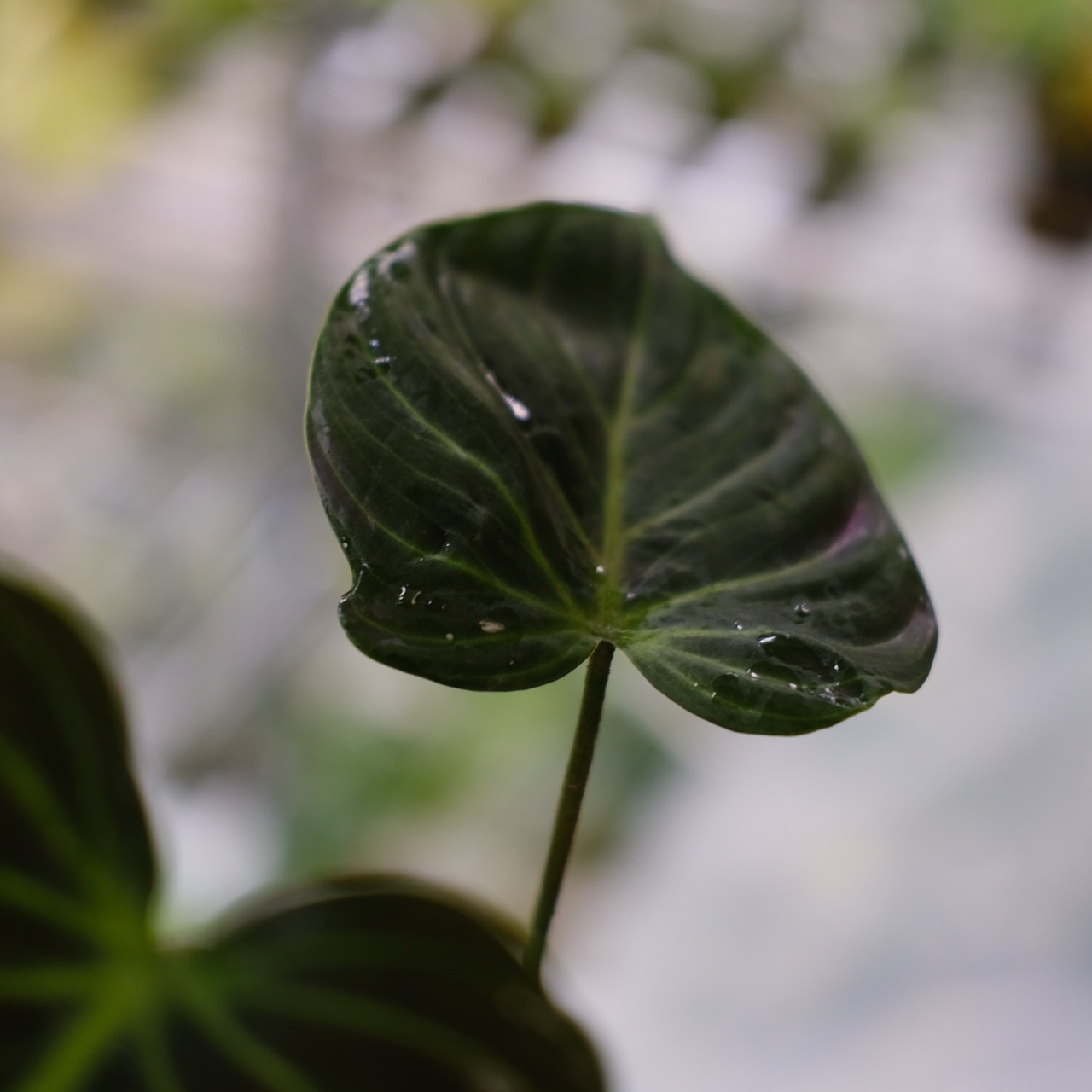 フィロデンドロン エルチョコレッド / Philodendron "El Choco Red"⑧ / 観葉植物<育て方・花言葉>